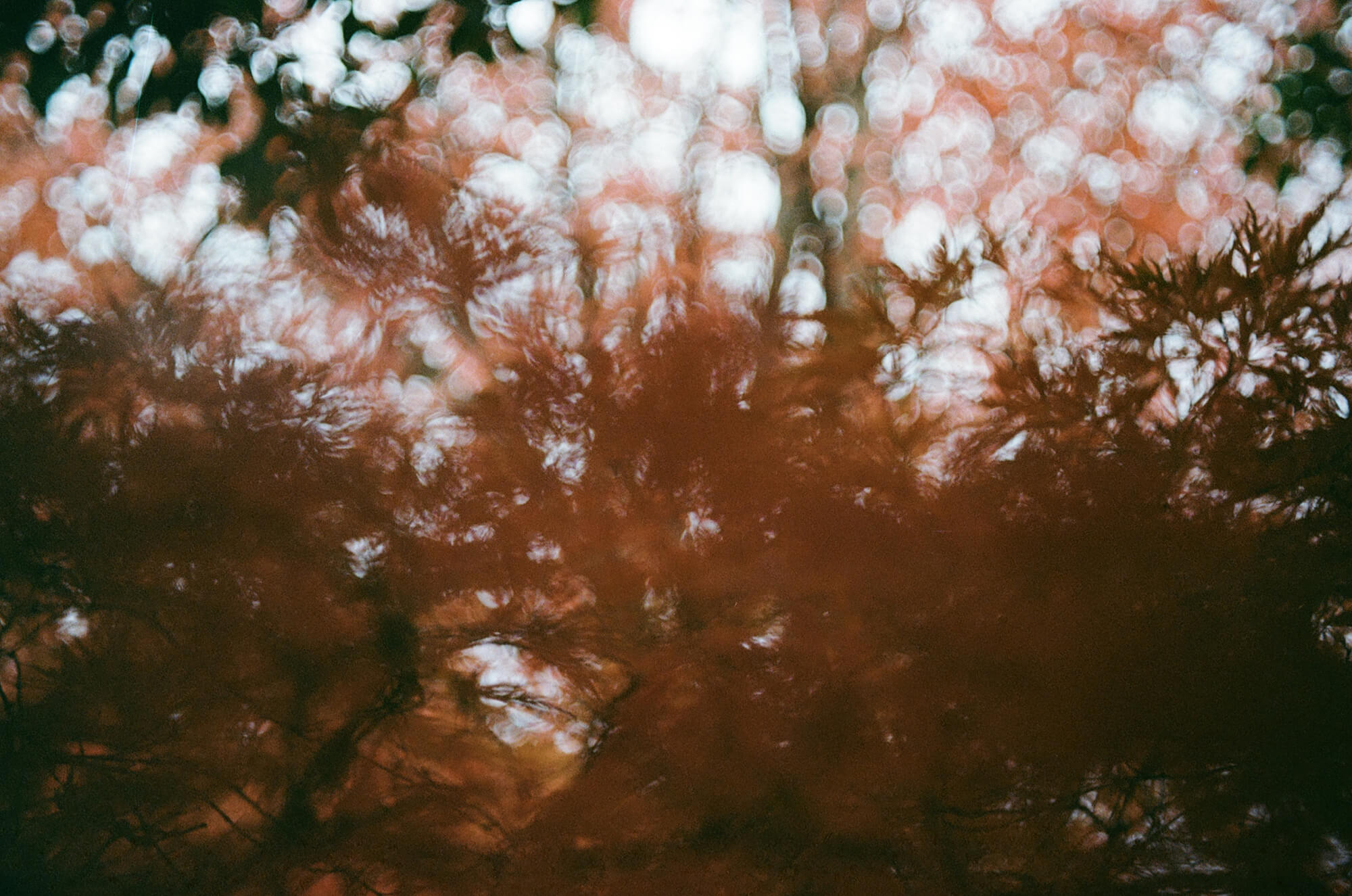 Abstract cinematic foliage with warm tones and soft bokeh light, showcasing Mikey Rogers’ signature dreamy photography style.