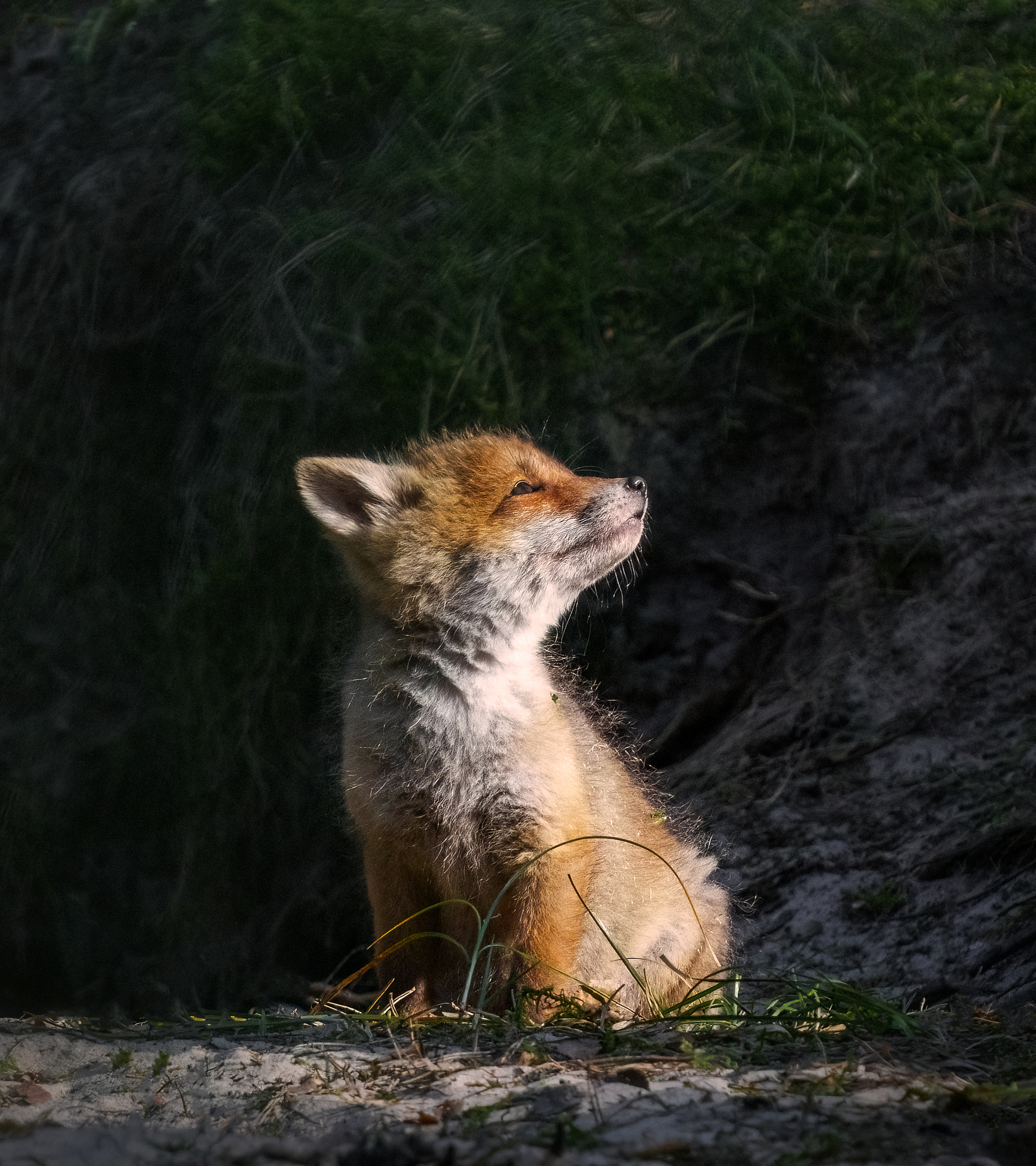 Young fox in warm sunlight by Pawe? Janas, wildlife photography capturing soft light, texture, and quiet moment