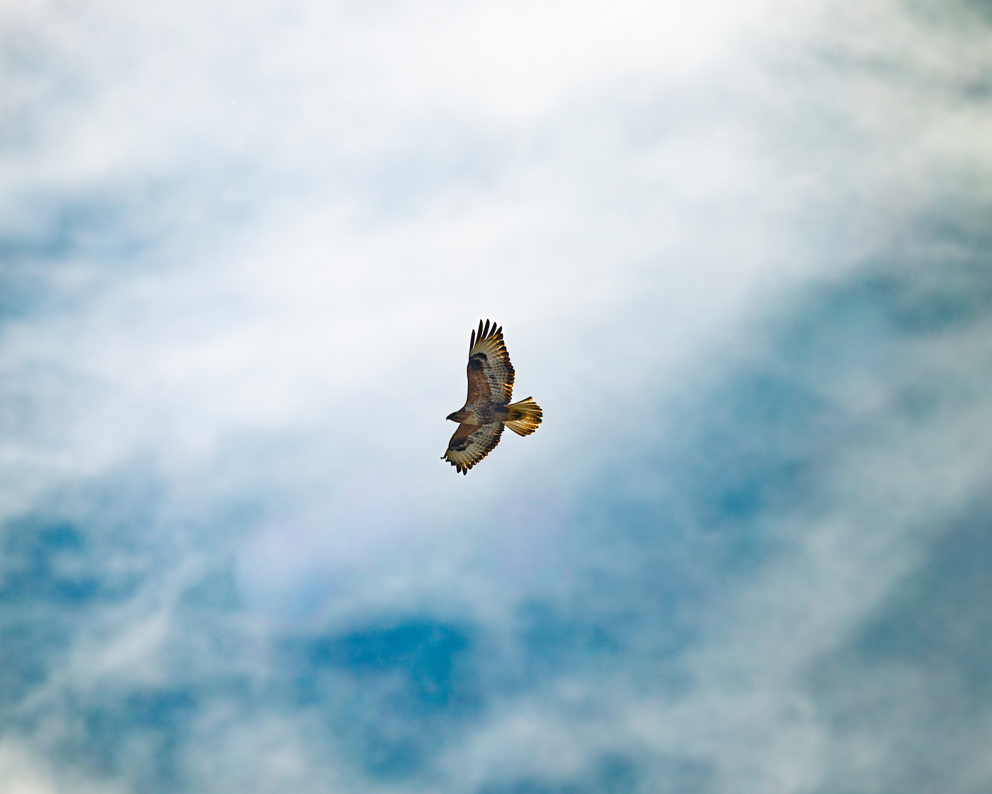 Flight Above the Clouds