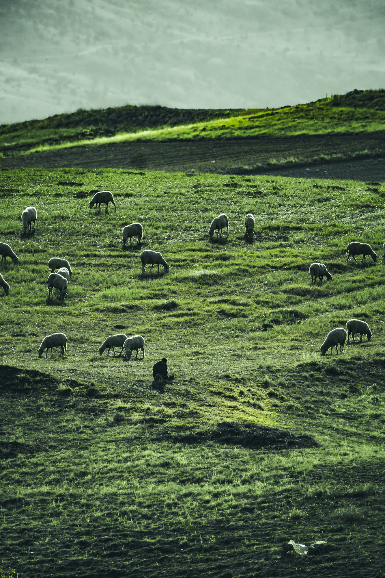 Pastures of Quiet Light