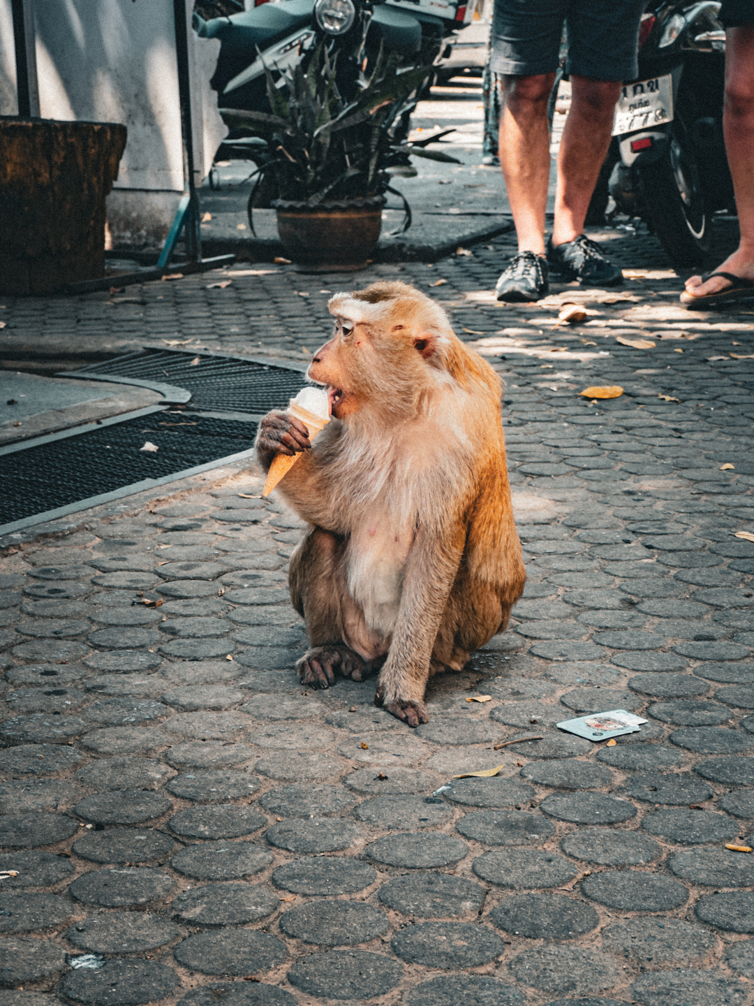 ice-cream-monkey-by-filip-chmielecki