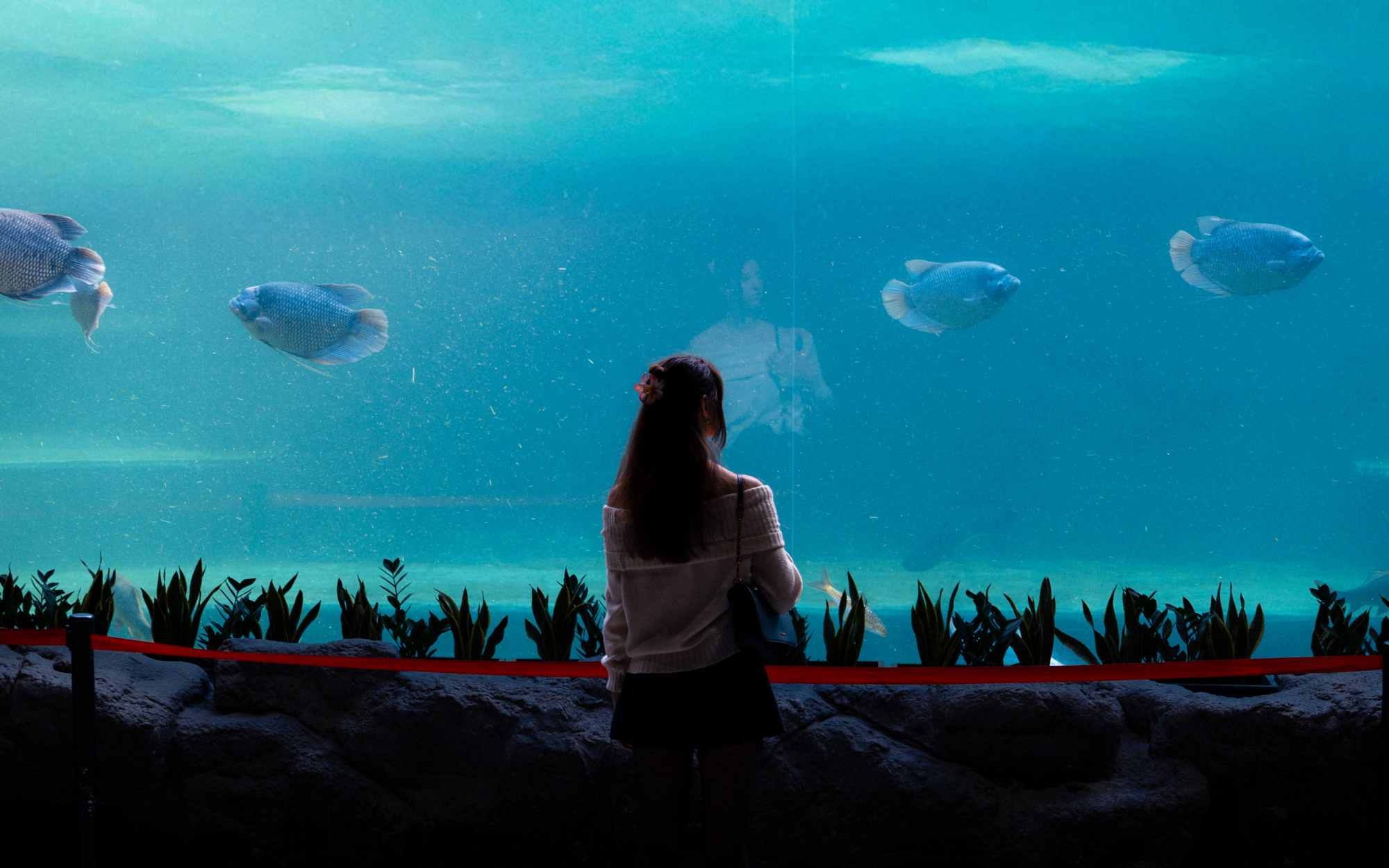 Aquarium by Filip Chmielecki