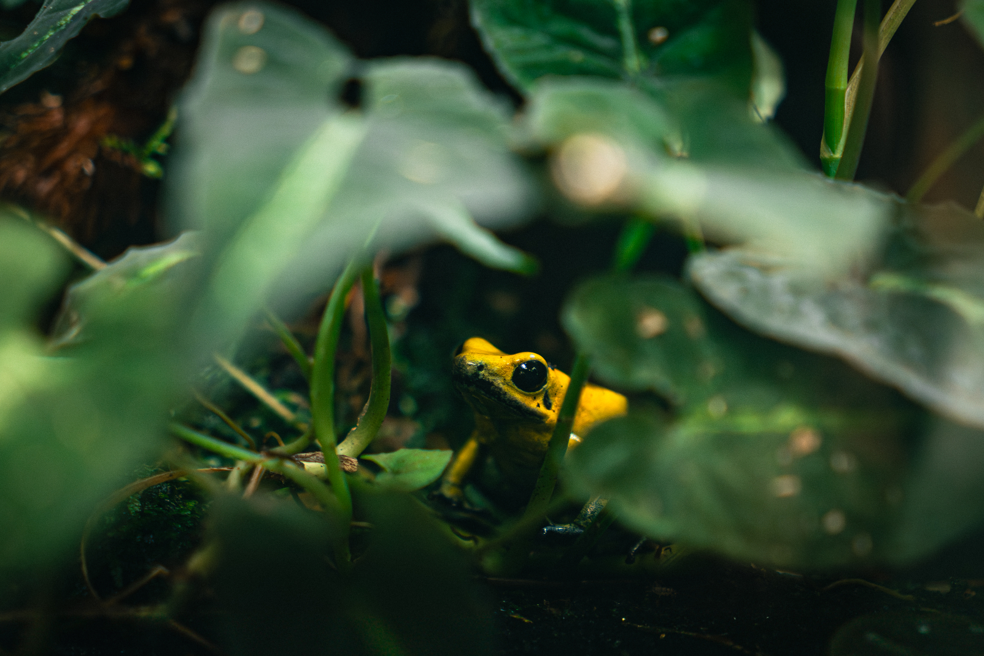Golden poison dart frog by Filip Chmielecki