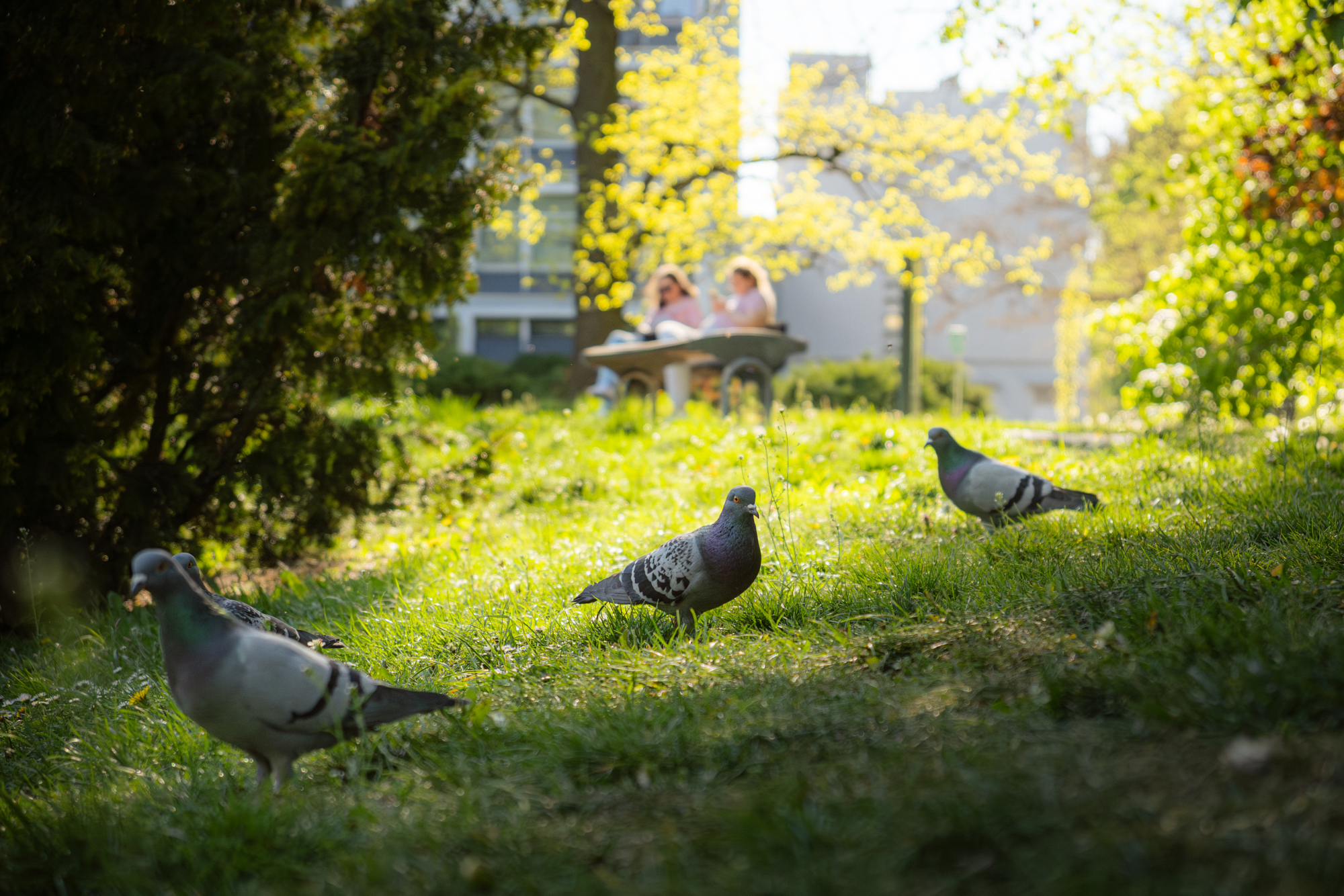 Pigeons