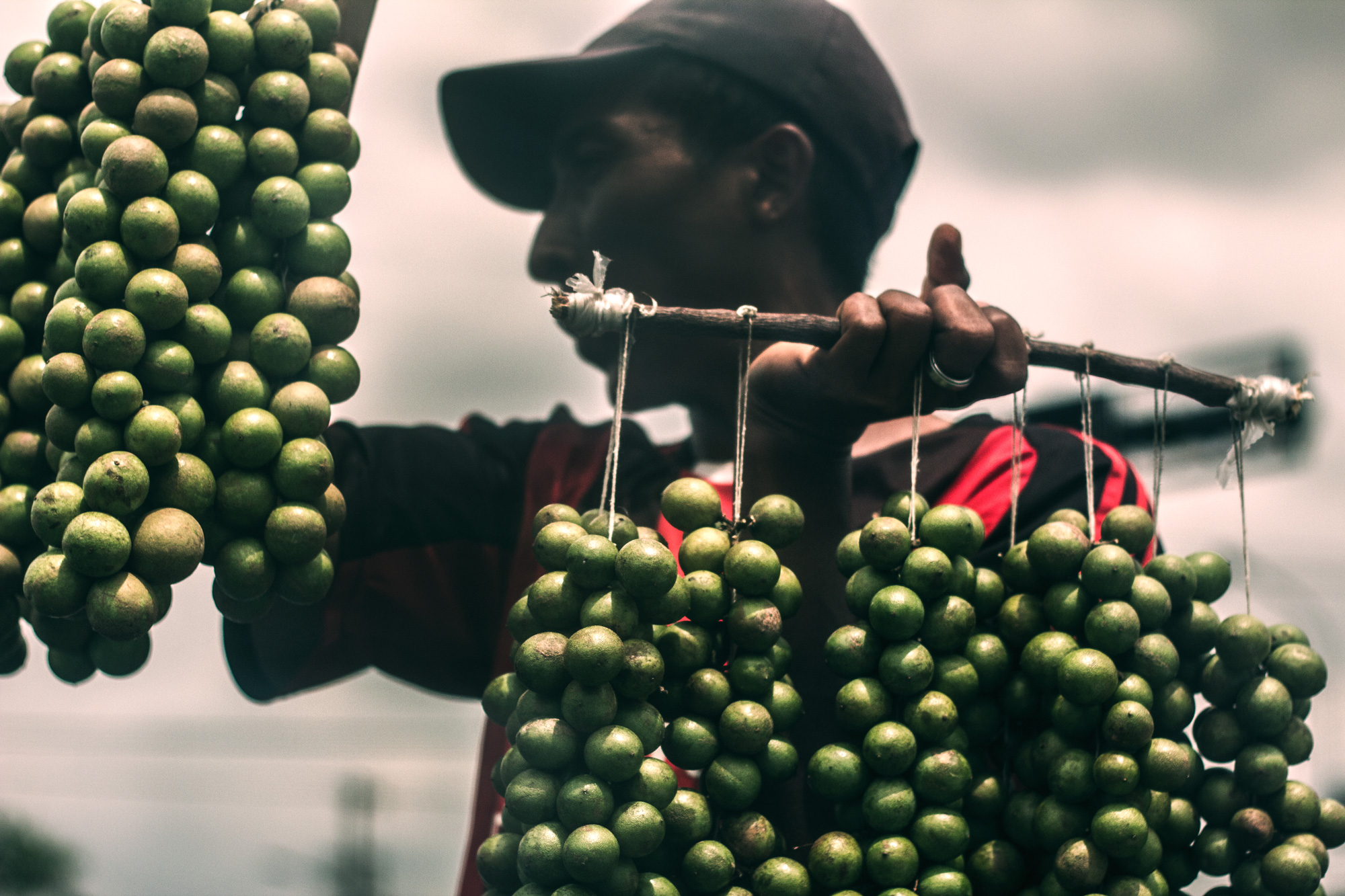 Man carrying bunches of green fruit on a stick.