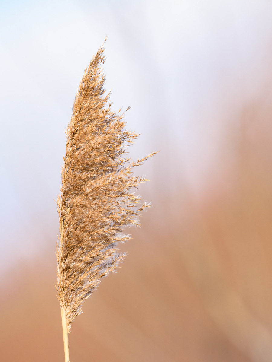 Golden reed bending gently in the wind against a soft background, capturing movement in nature.