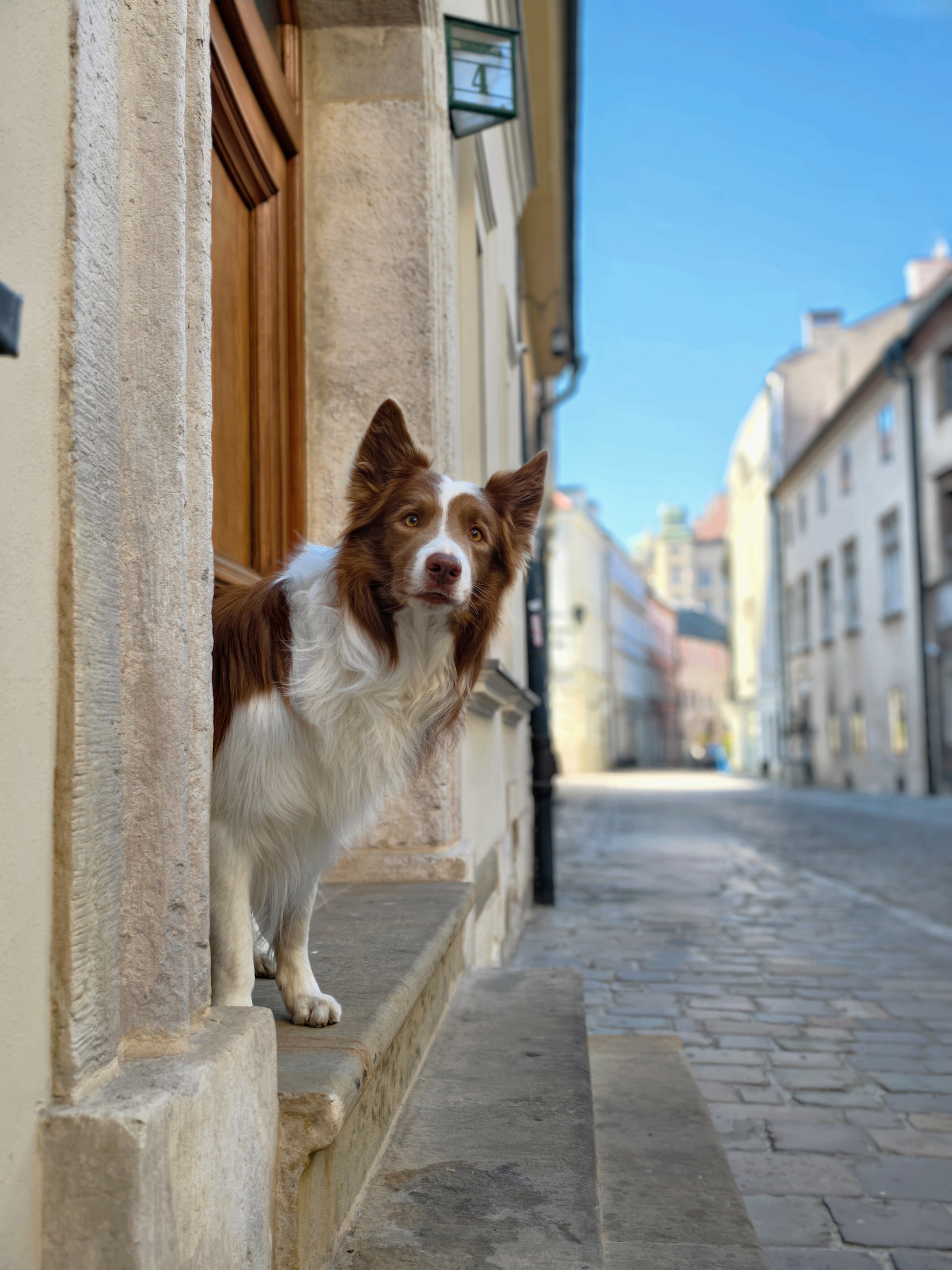 A charming brown and white border collie curiously peering around a classic stone door frame onto a brightly lit, empty cobblestone street.