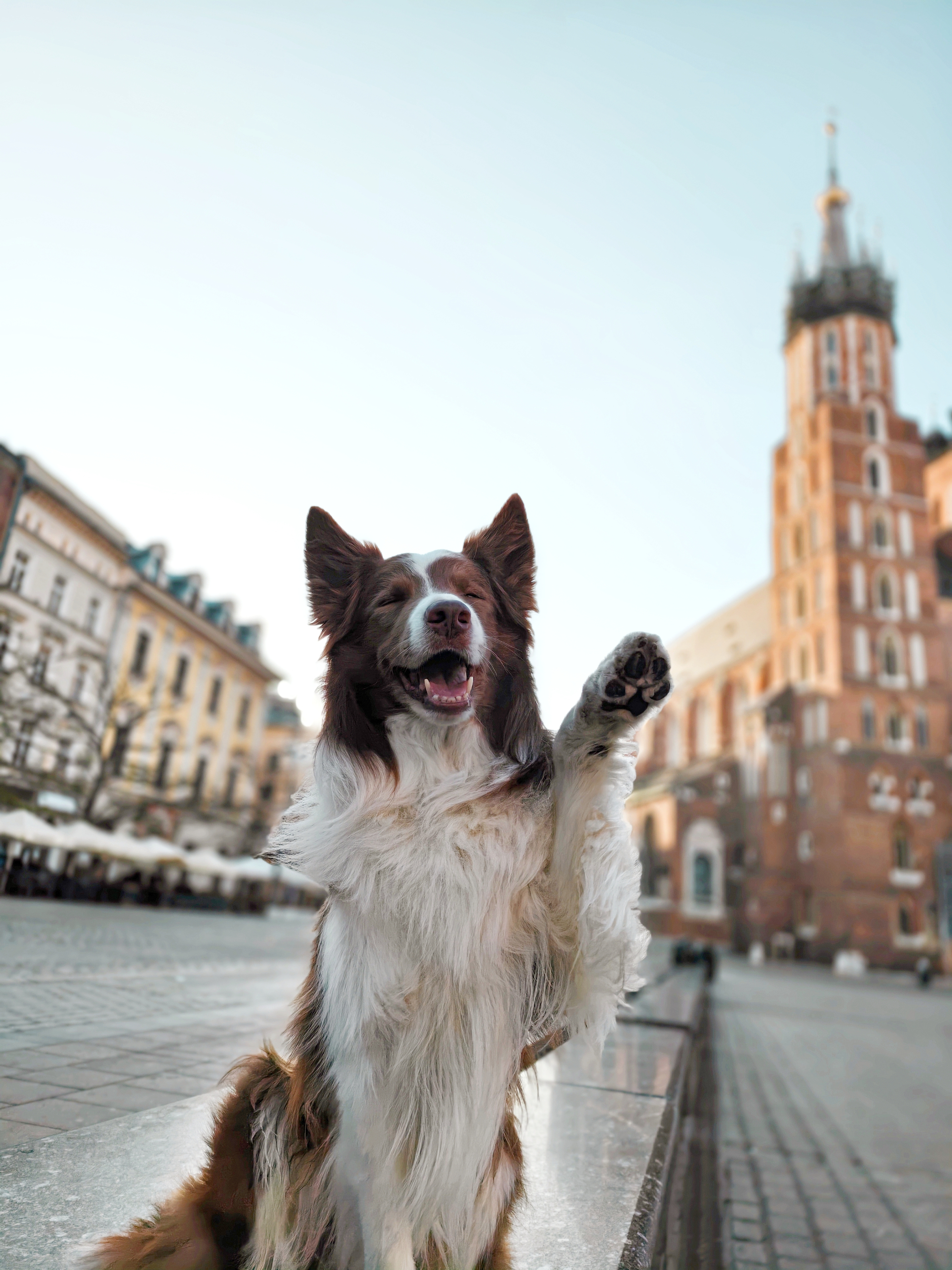 A portrait of a joyful brown and white border collie sitting upright on its hind legs and holding its front paw up, clearly isolated against St. Mary's Basilica in Cracow.