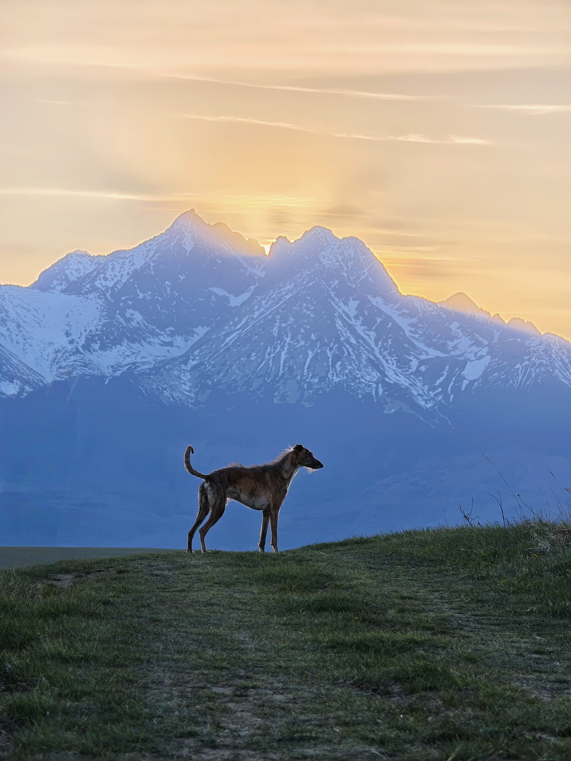A profile silhouette of a slender dog standing gracefully on a grassy hill, framed against a massive snow-capped mountain peak illuminated from behind by a soft twilight sky.