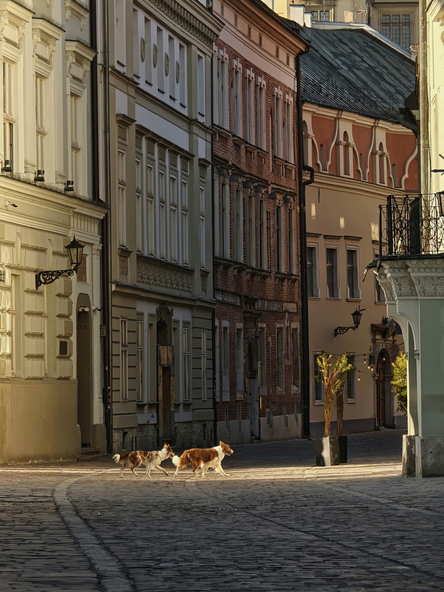 A wide-angle view down a quiet European cobblestone alleyway featuring two small dogs far in the distance moving through a sliver of warm morning light.