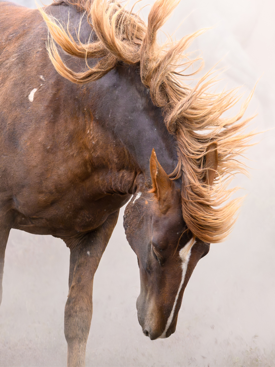 Brown horse tossing its flowing mane in motion, captured in expressive nature movement photography.