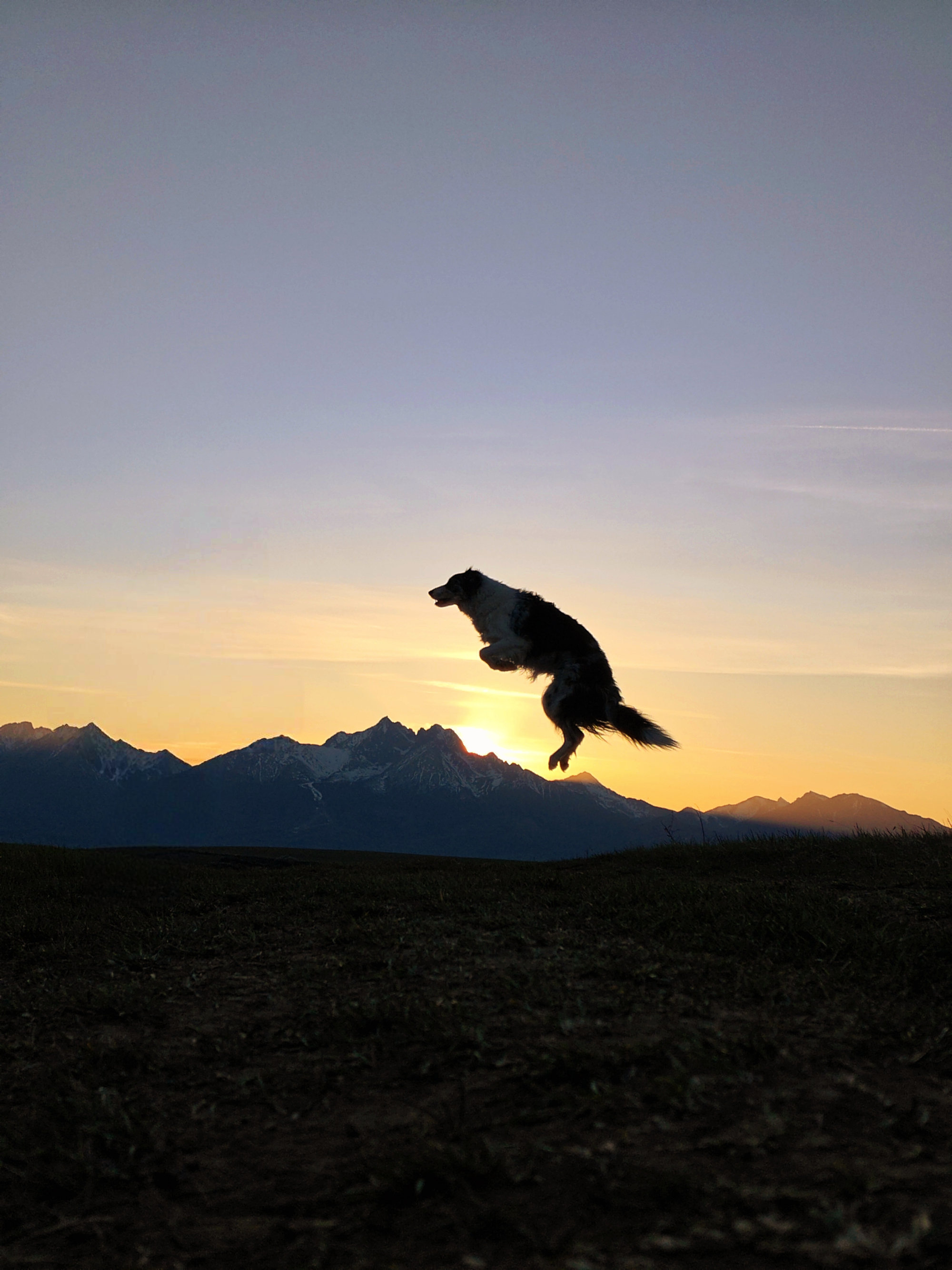 A stark, dramatic silhouette of a dog frozen mid-air as it leaps high above a dark mountain horizon against a golden-orange sunset sky.