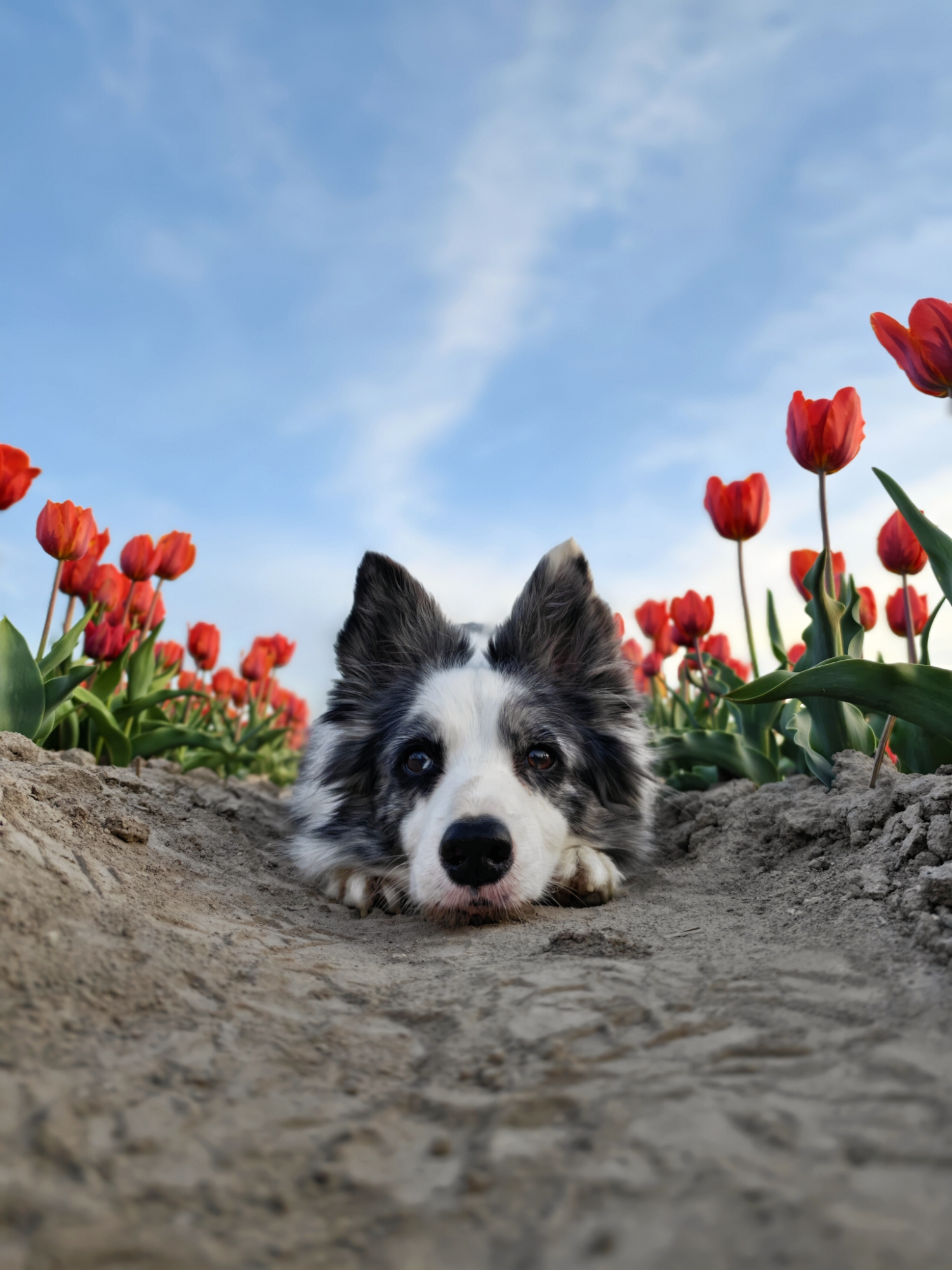 A happy blue merle border collie sitting gracefully in a dense patch of red and orange tulips, panting joyfully with its tongue out.