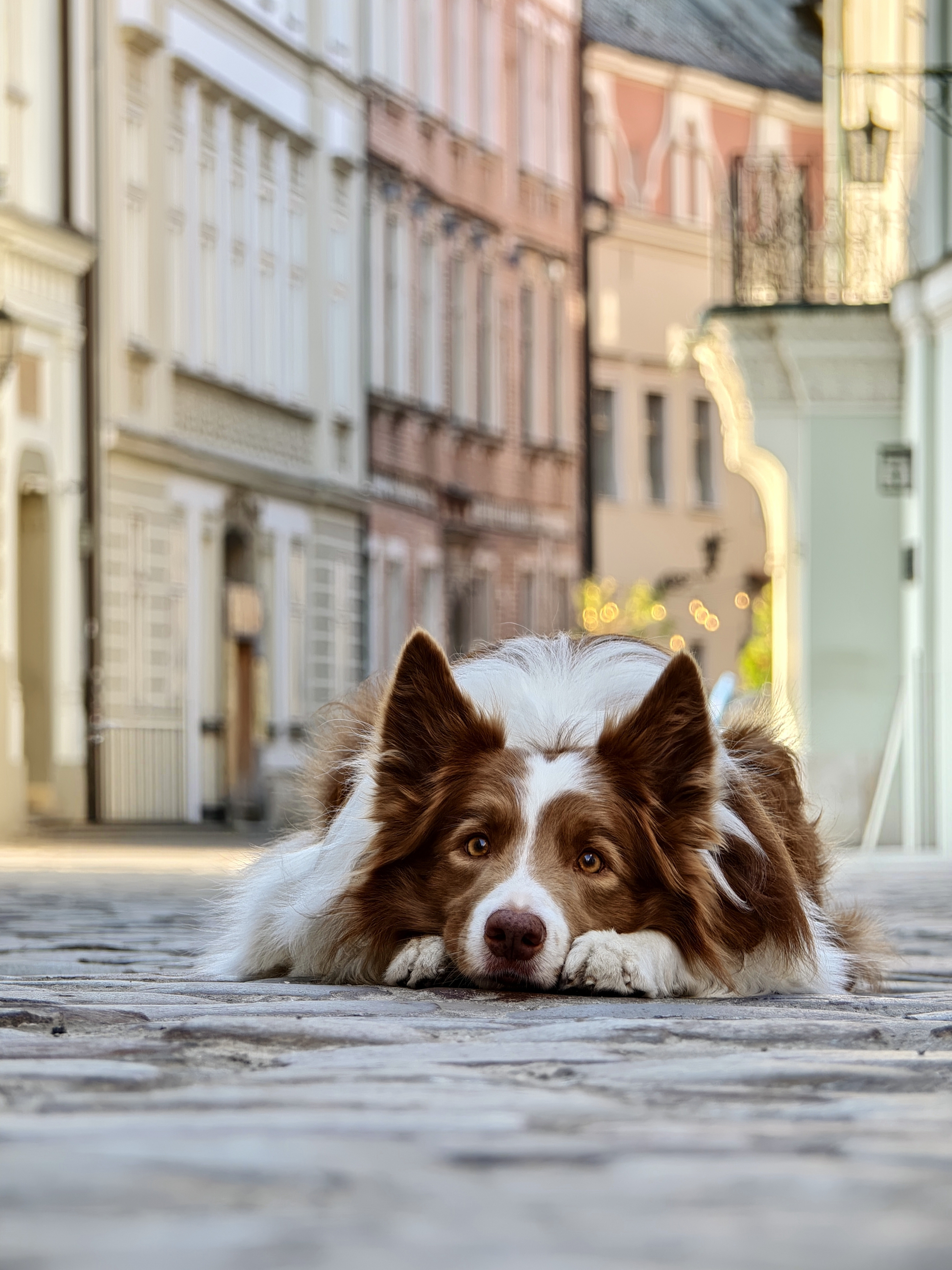 An extreme low-angle shot of a brown and white border collie lying down flat, resting its chin directly on the smooth cobblestones of an empty city street.