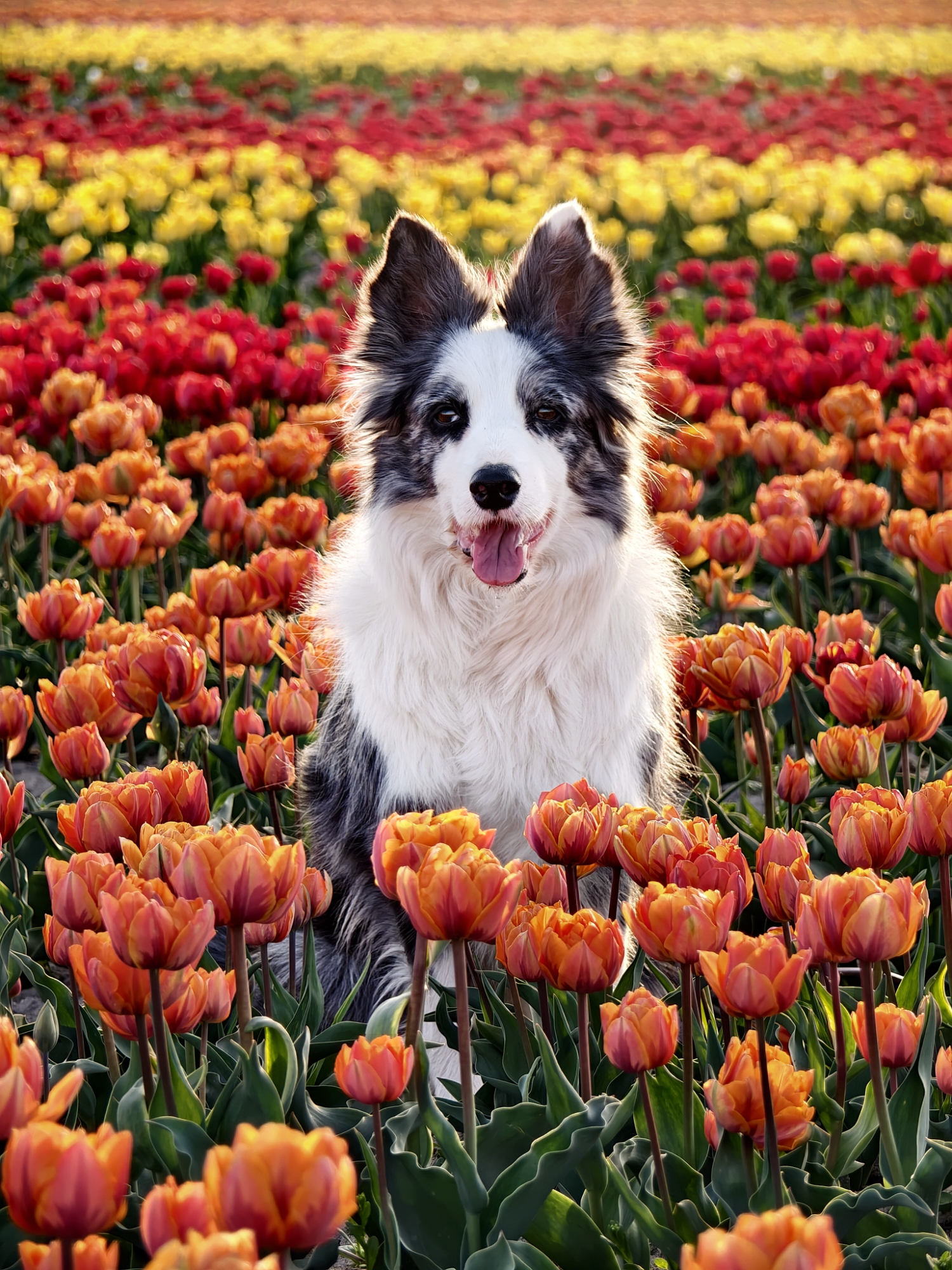 A playful, close-up portrait of the blue merle border collie looking bright-eyed directly into the lens, framed by a soft-focus foreground of red tulips.