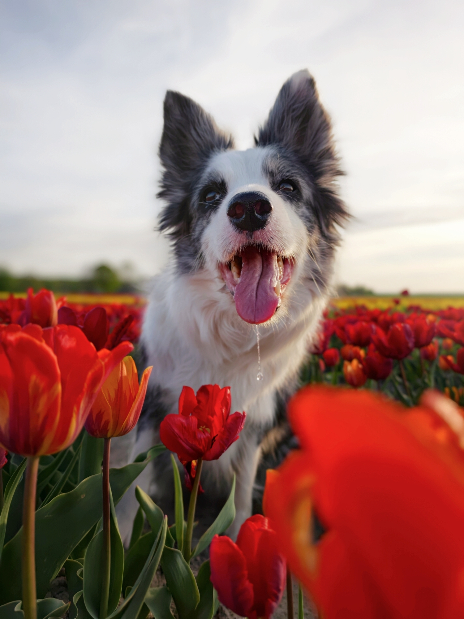 A low-angle shot from the ground showing the border collie resting in a soil path between flower beds, framed by tall tulips against a blue sky with soft background bokeh.