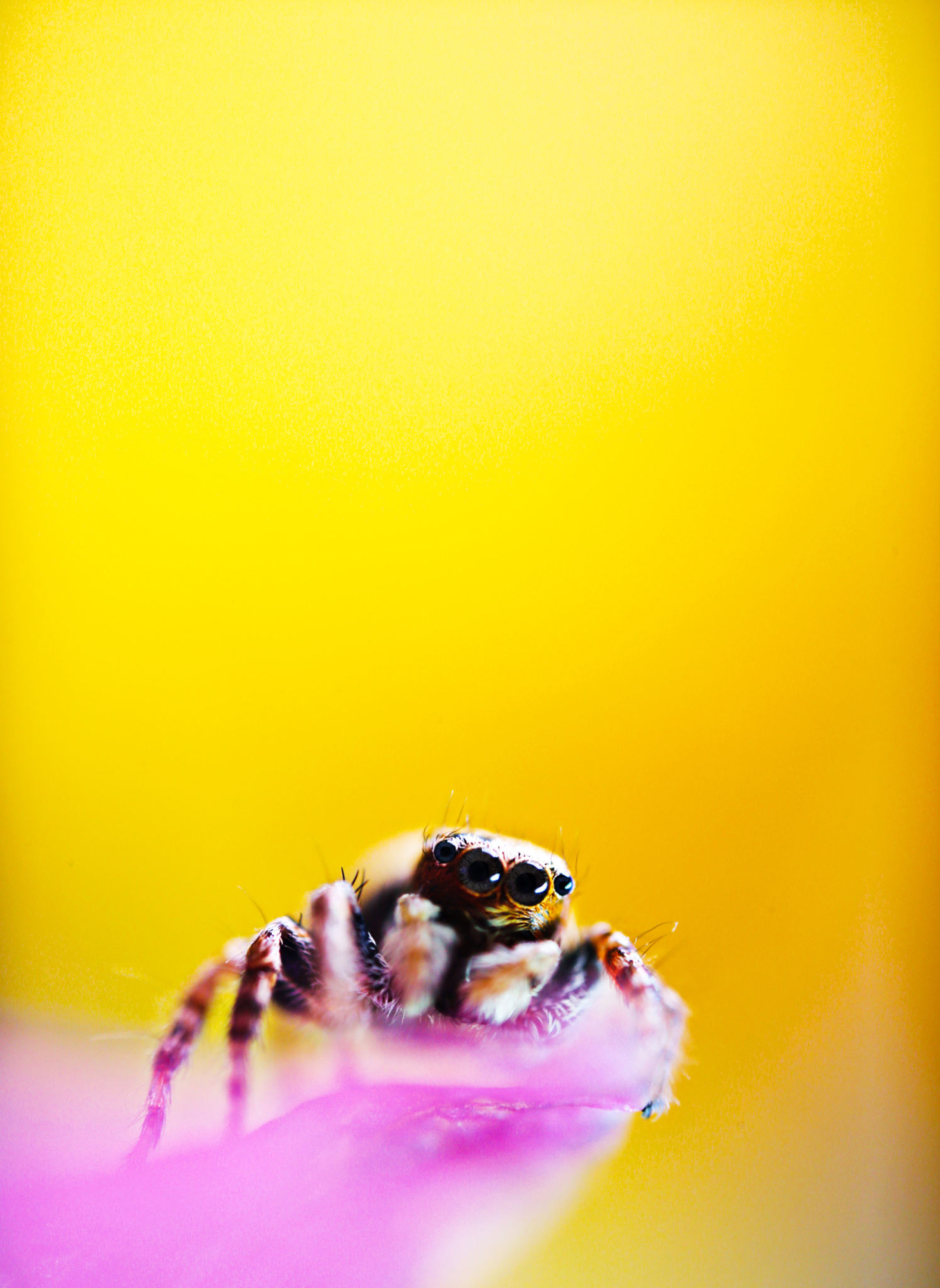 Vivid close-up nature photography of a tiny jumping spider perched on a pink petal against a striking yellow background.