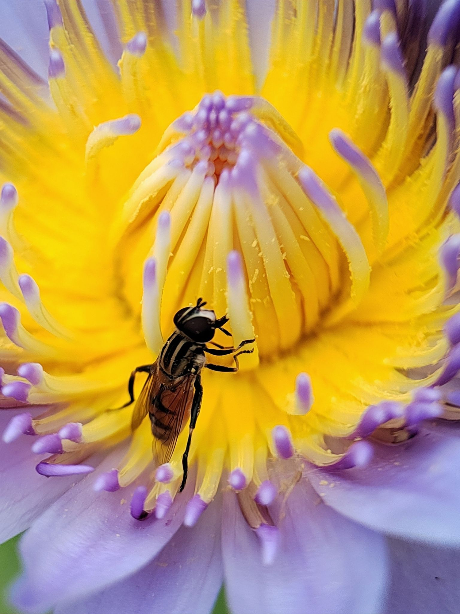 A hoverfly gathering pollen from the bright yellow center of a purple lotus, illustrating practical flower macro photography tips.