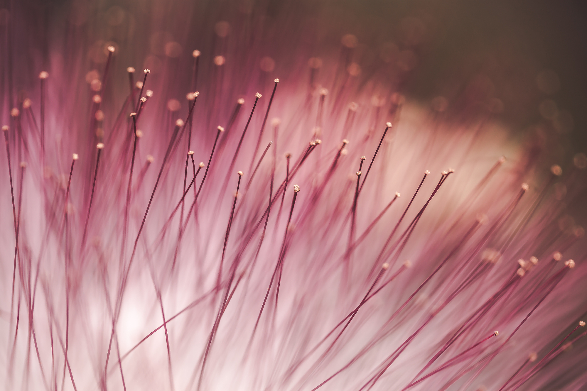 Macro photo of flowers.