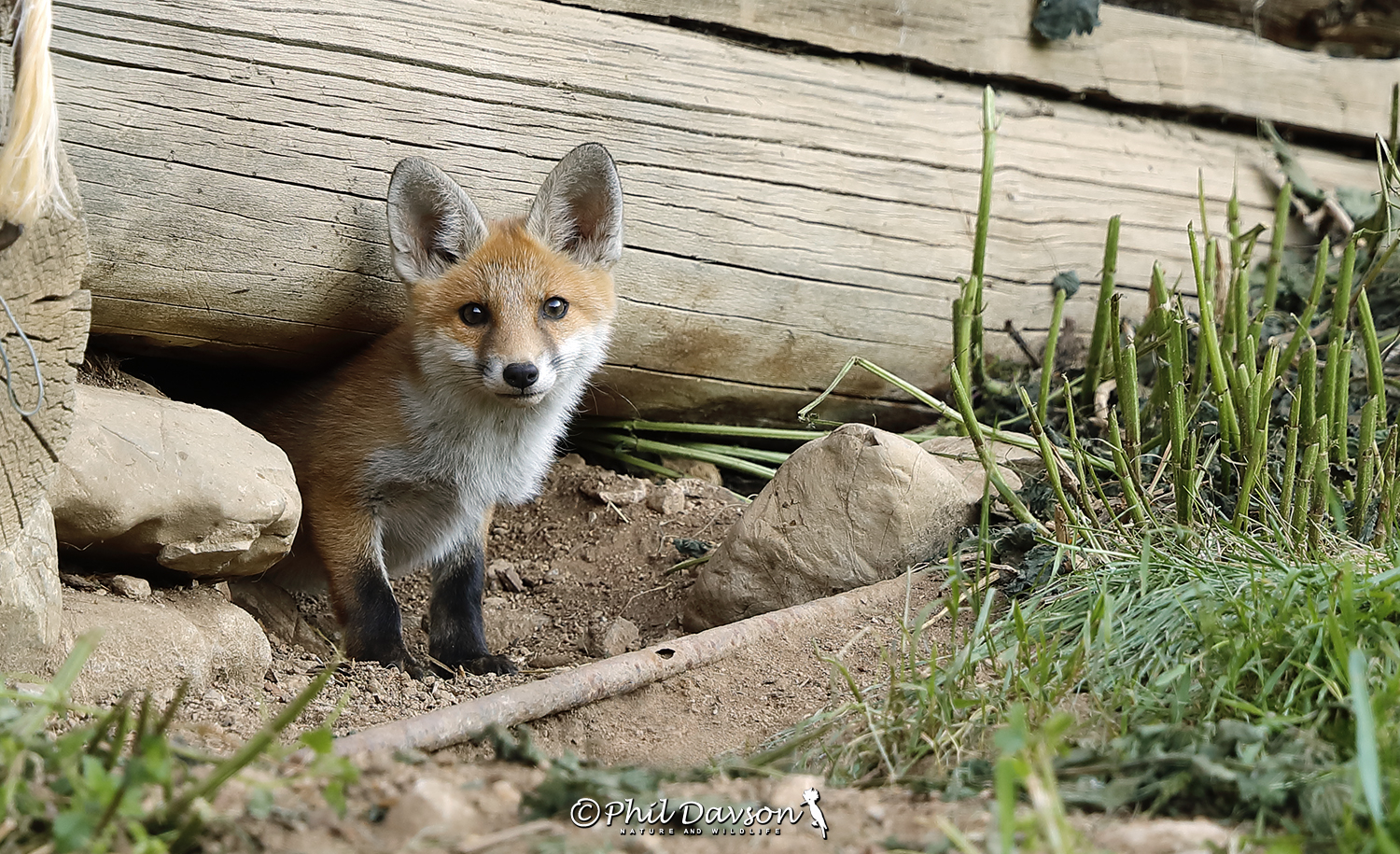 Alert wild fox cub peeking out from its den beneath an old mountain farmhouse.