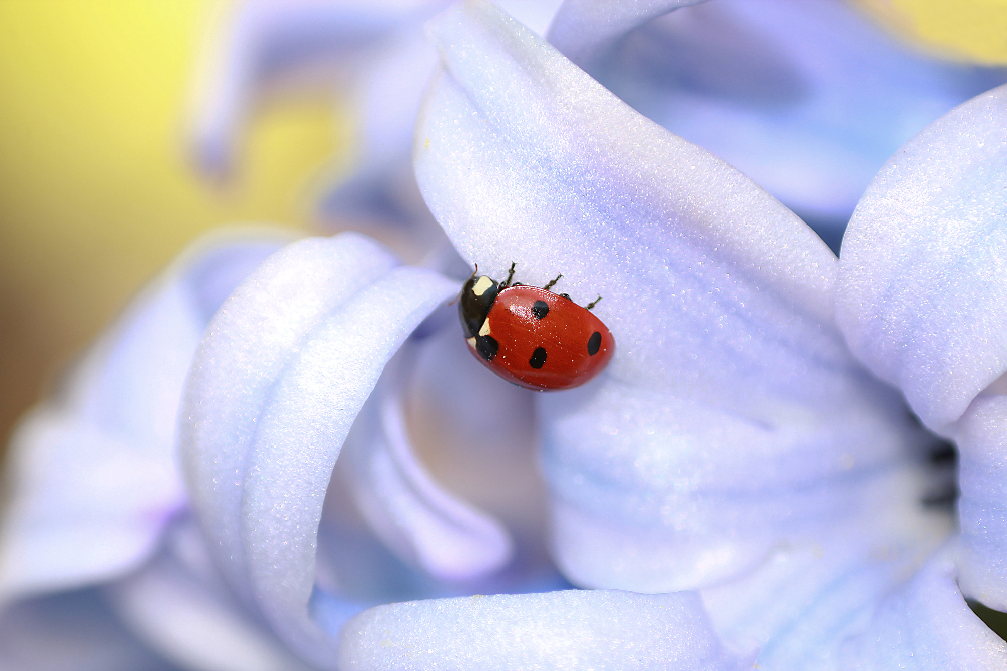 Macro close up photo of a ladybug on a flower.