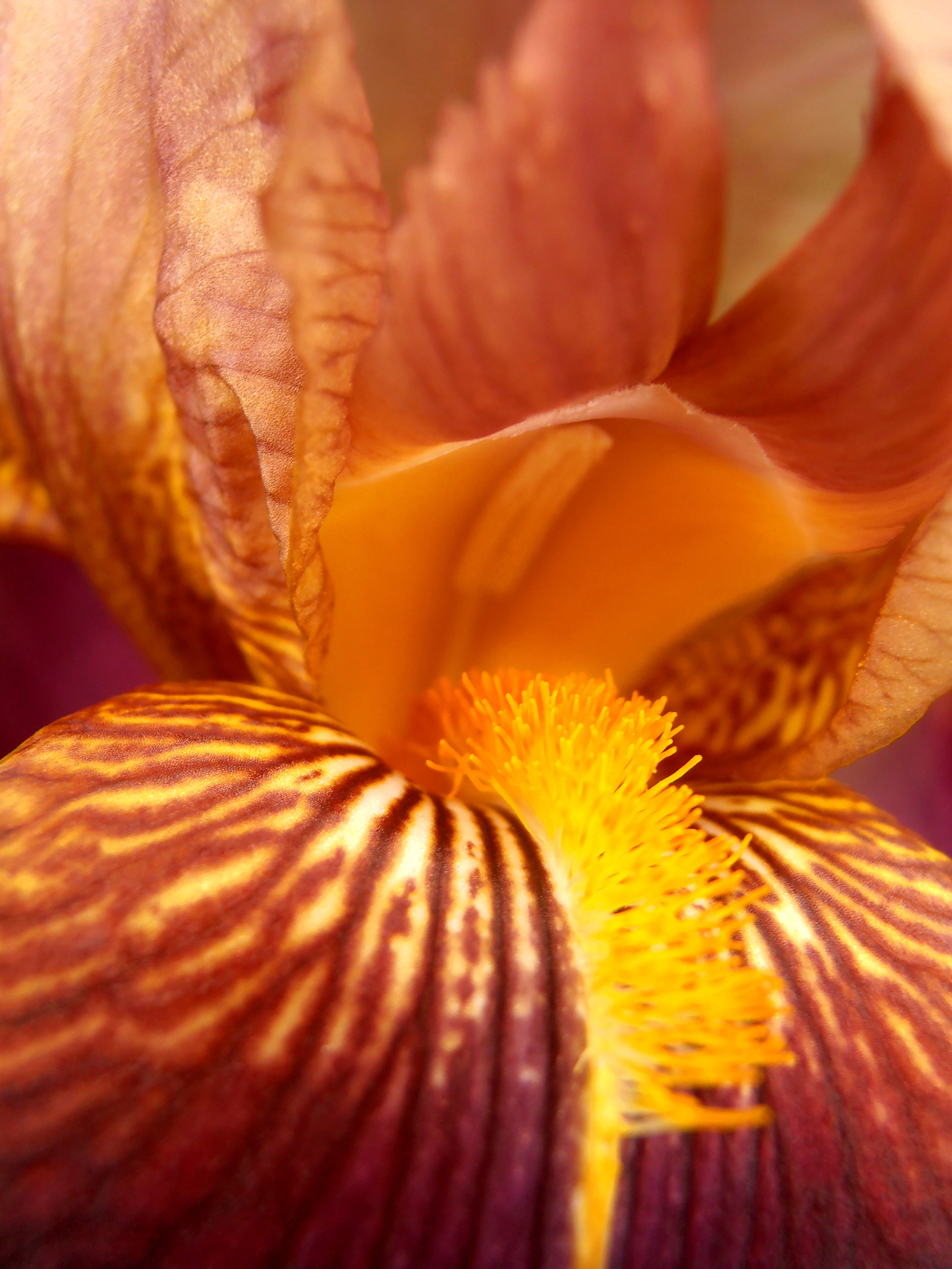 An extreme close-up of a maroon and gold striped iris flower with a fuzzy yellow beard, utilizing soft diffused light macro photography to emphasize intricate petal textures.