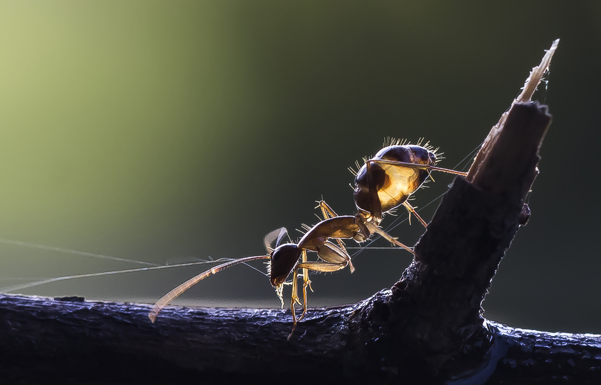 An ant on a dark branch illuminated by dramatic rim backlighting, demonstrating master macro photography lighting techniques to highlight fine body textures.