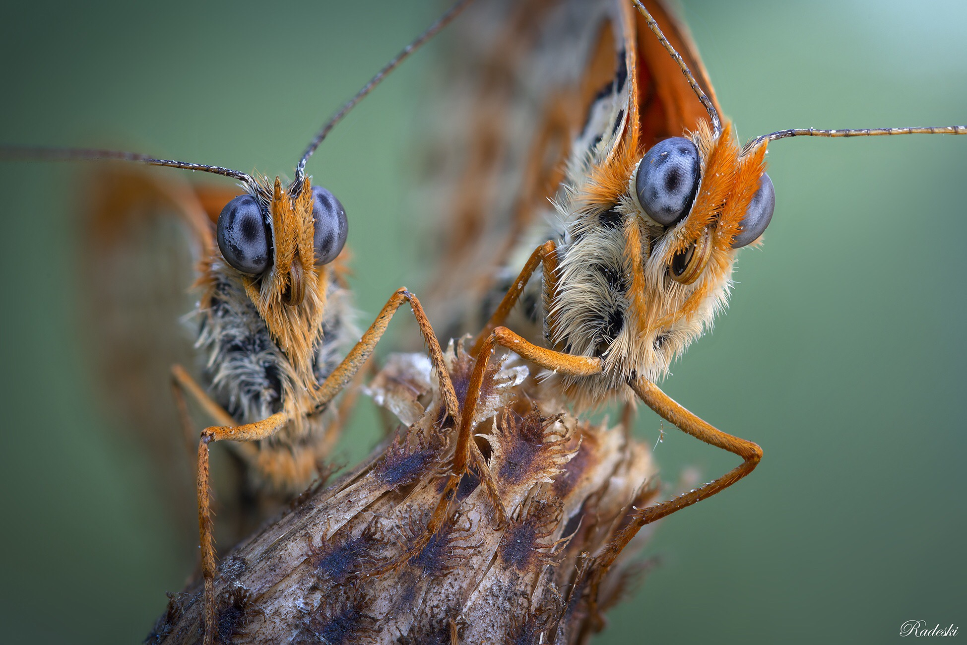 Close up macro photo of insects.