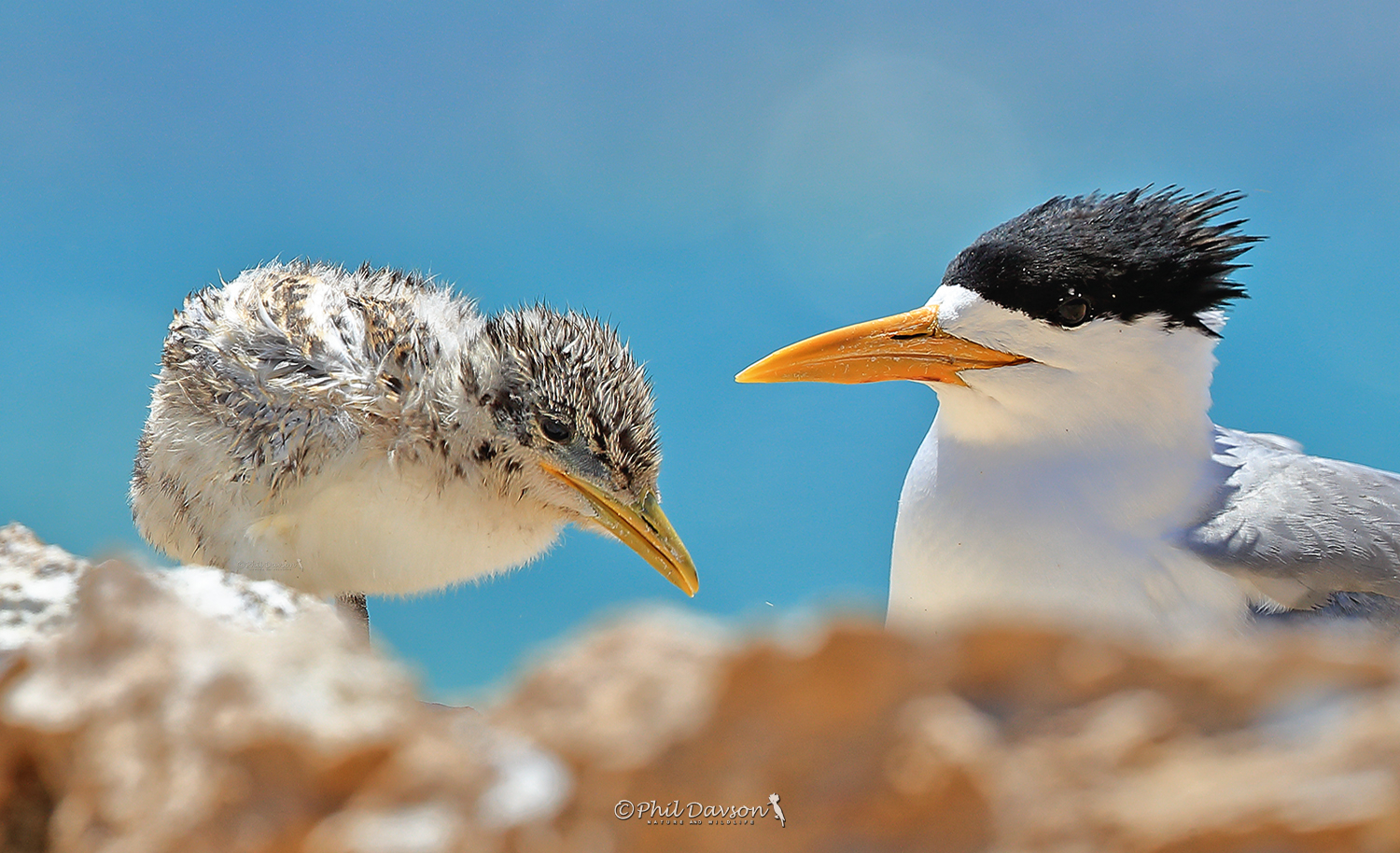 Close-up wildlife shot of two seabirds perched together on a rocky shore.