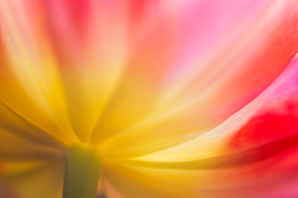 Abstract Macro Photography: Transform Everyday Objects into Art