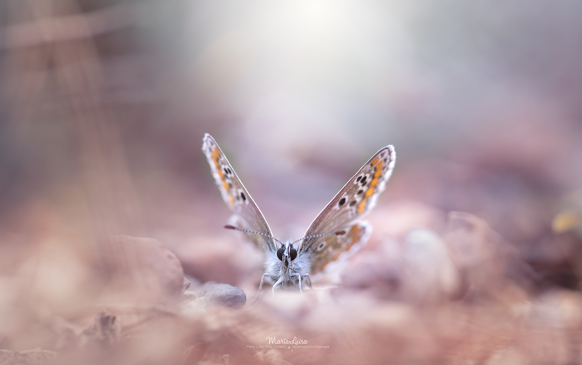 Detailed butterfly eyes in macro photography insects and flowers.