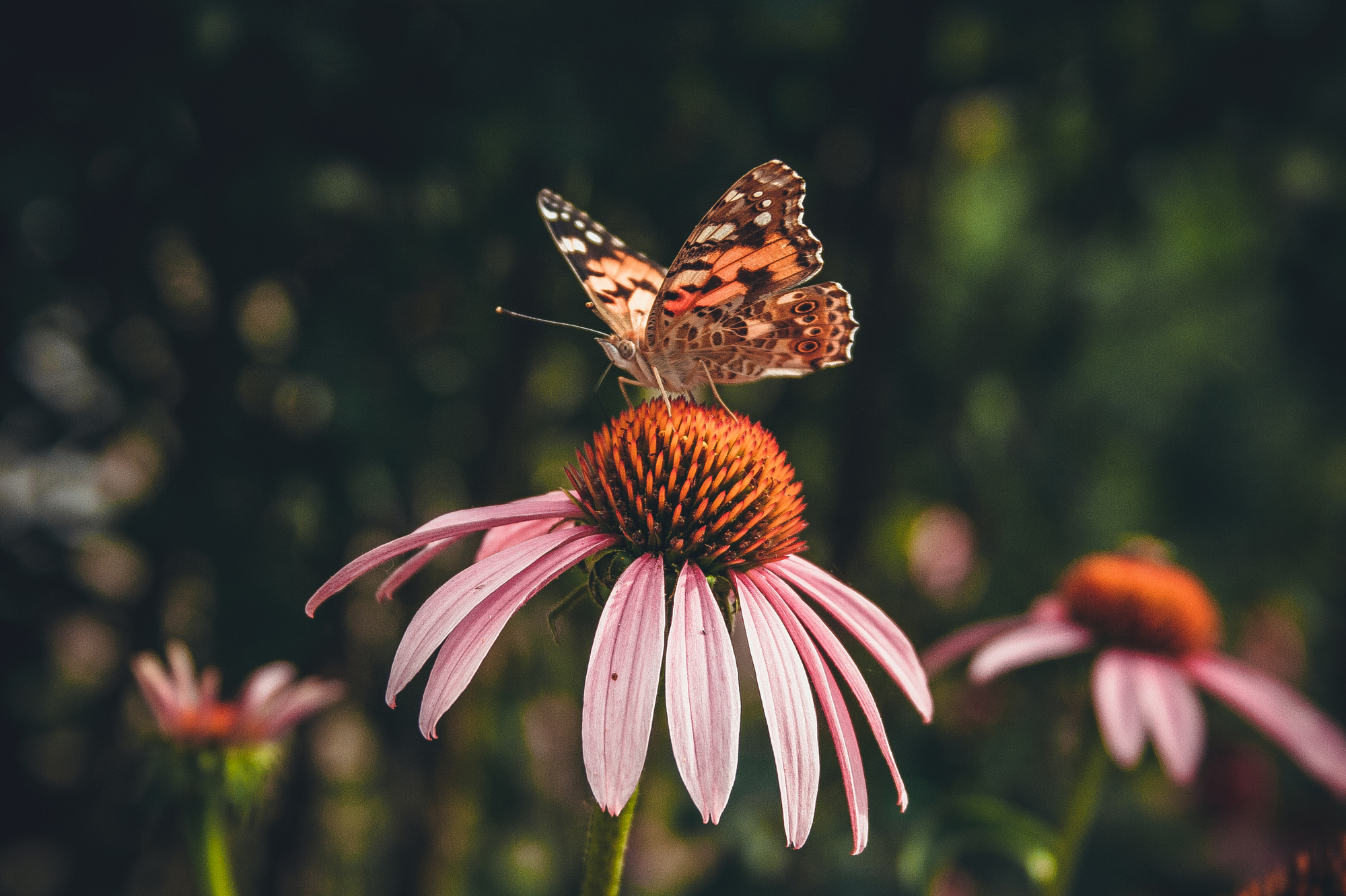 Insect and Flower Photography: Capture Stunning Macro Details Like a Pro