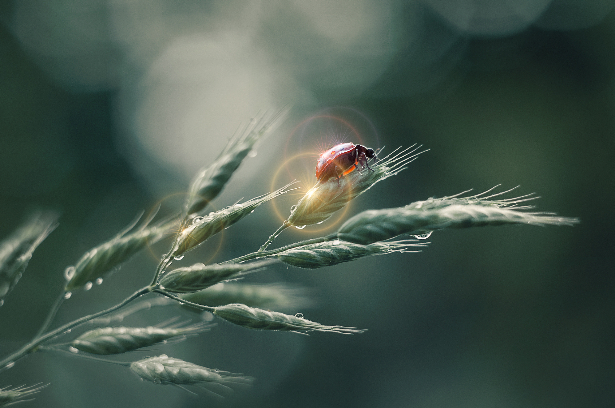 A close-up of a ladybug covered in morning dew drops on a blade of grass, utilizing soft diffused light macro photography for a clean, natural look.