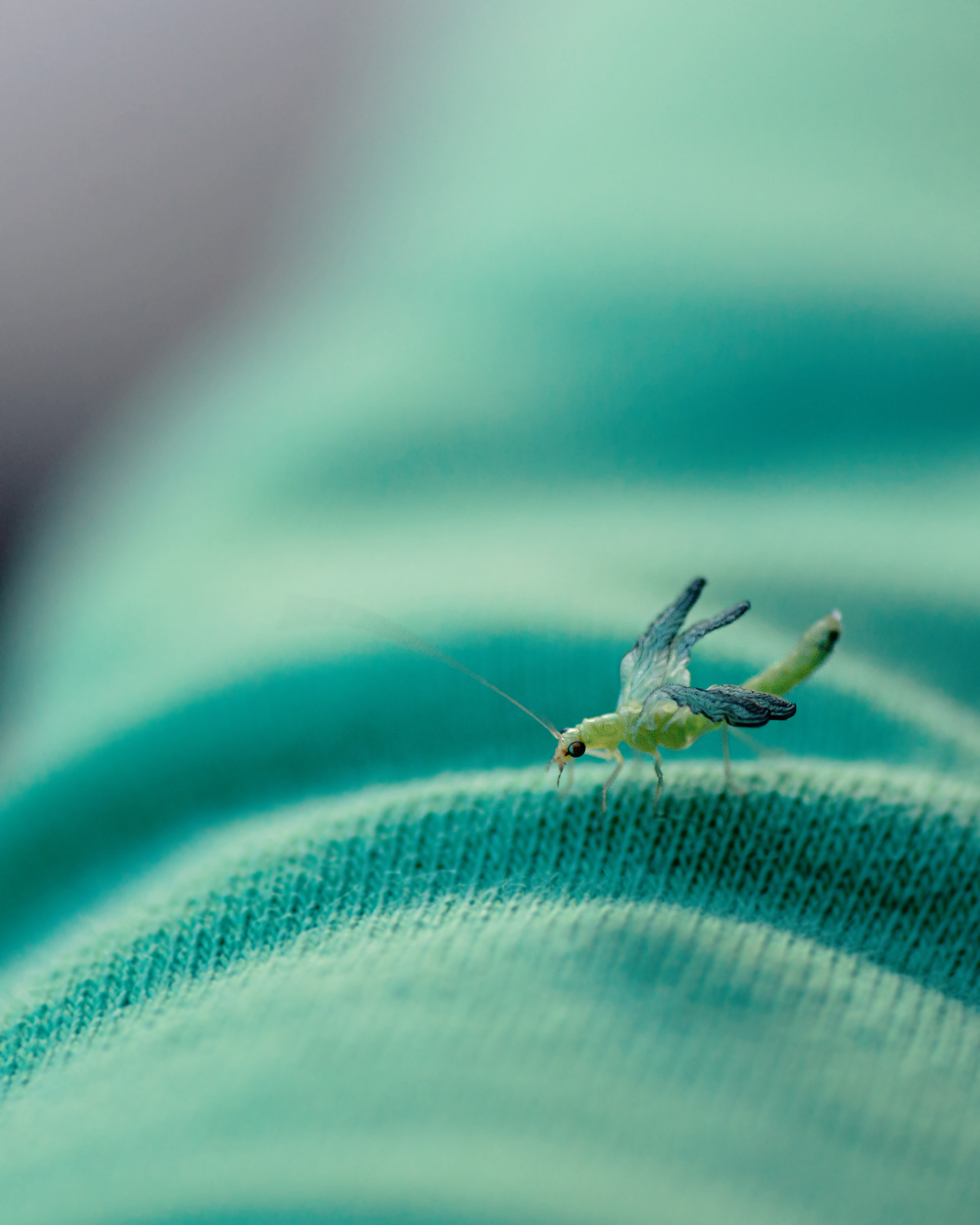 Macro close up of a small insect on the arm of a sweater.