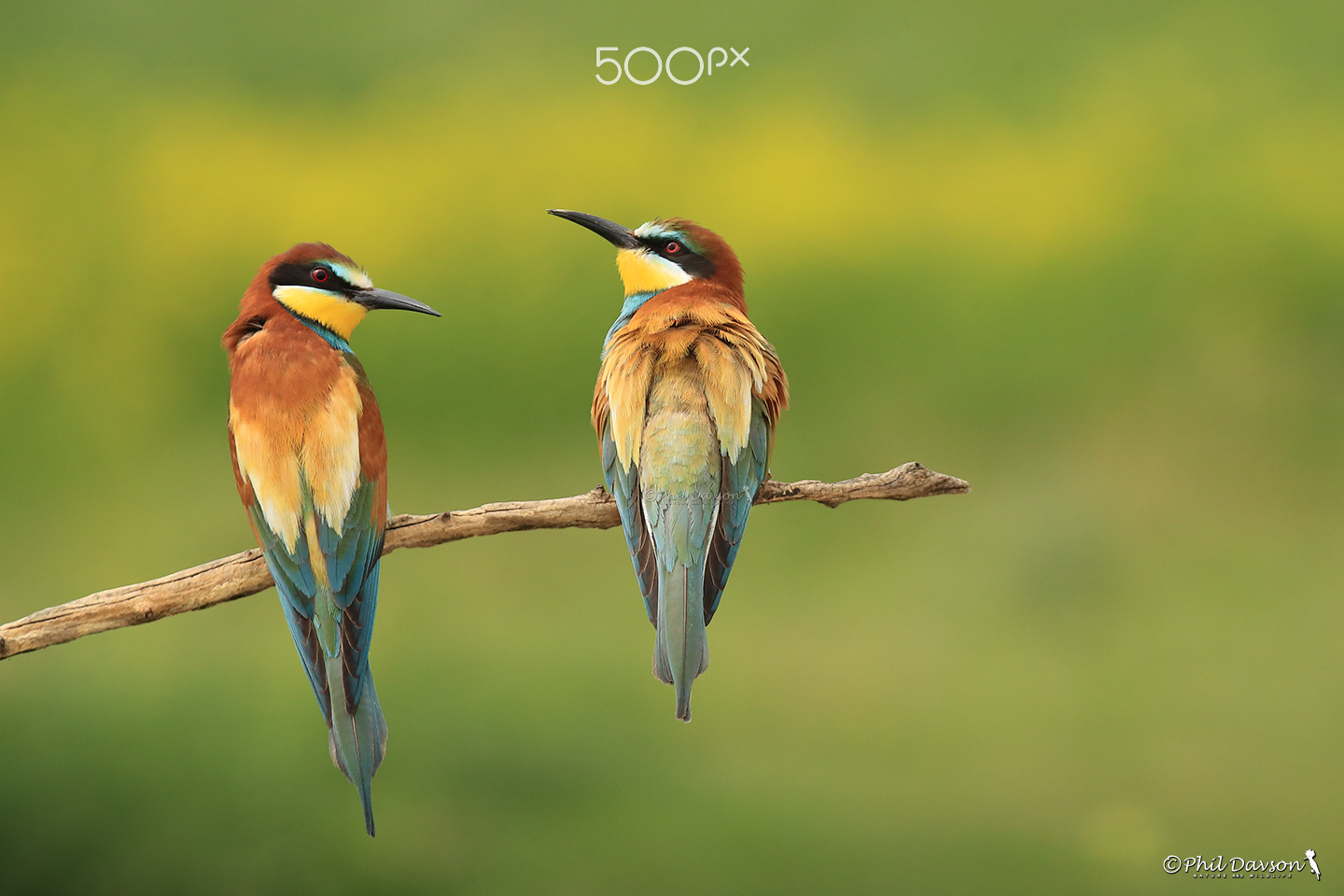 Two colorful bee-eater birds perched on a branch together in the wild.
