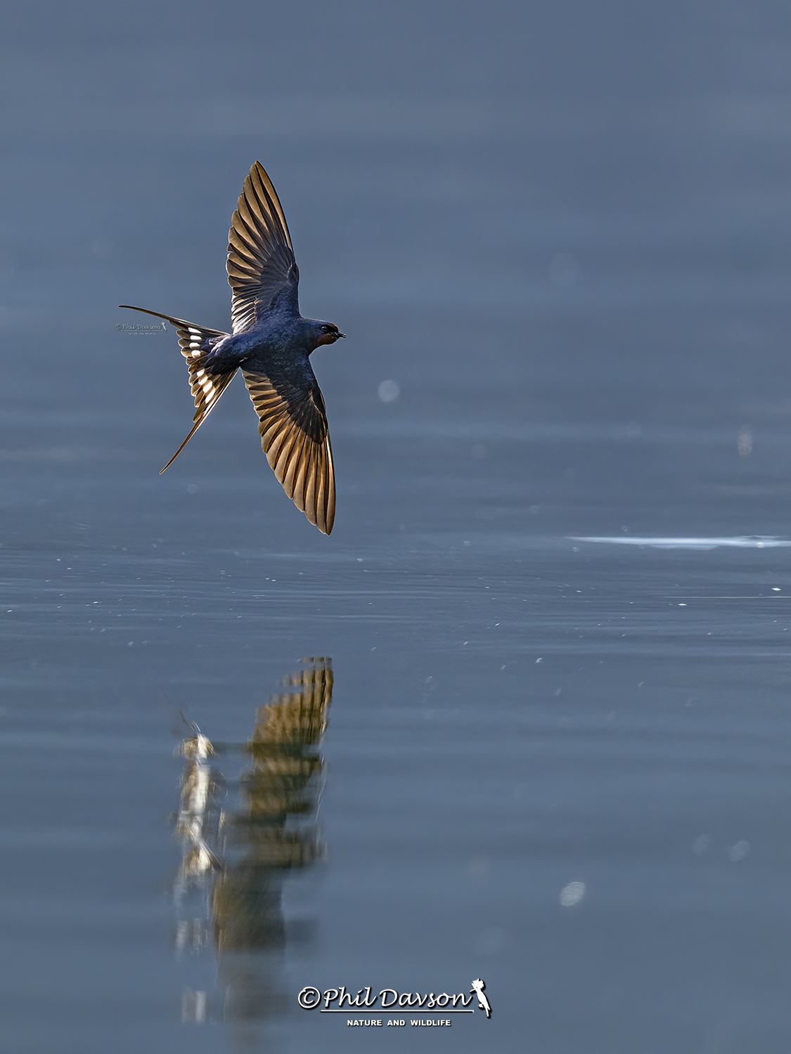 Action wildlife photography by Phil Dawson photographer capturing a barn swallow mid-flight backlit by morning sun with a sharp reflection over the water surface.