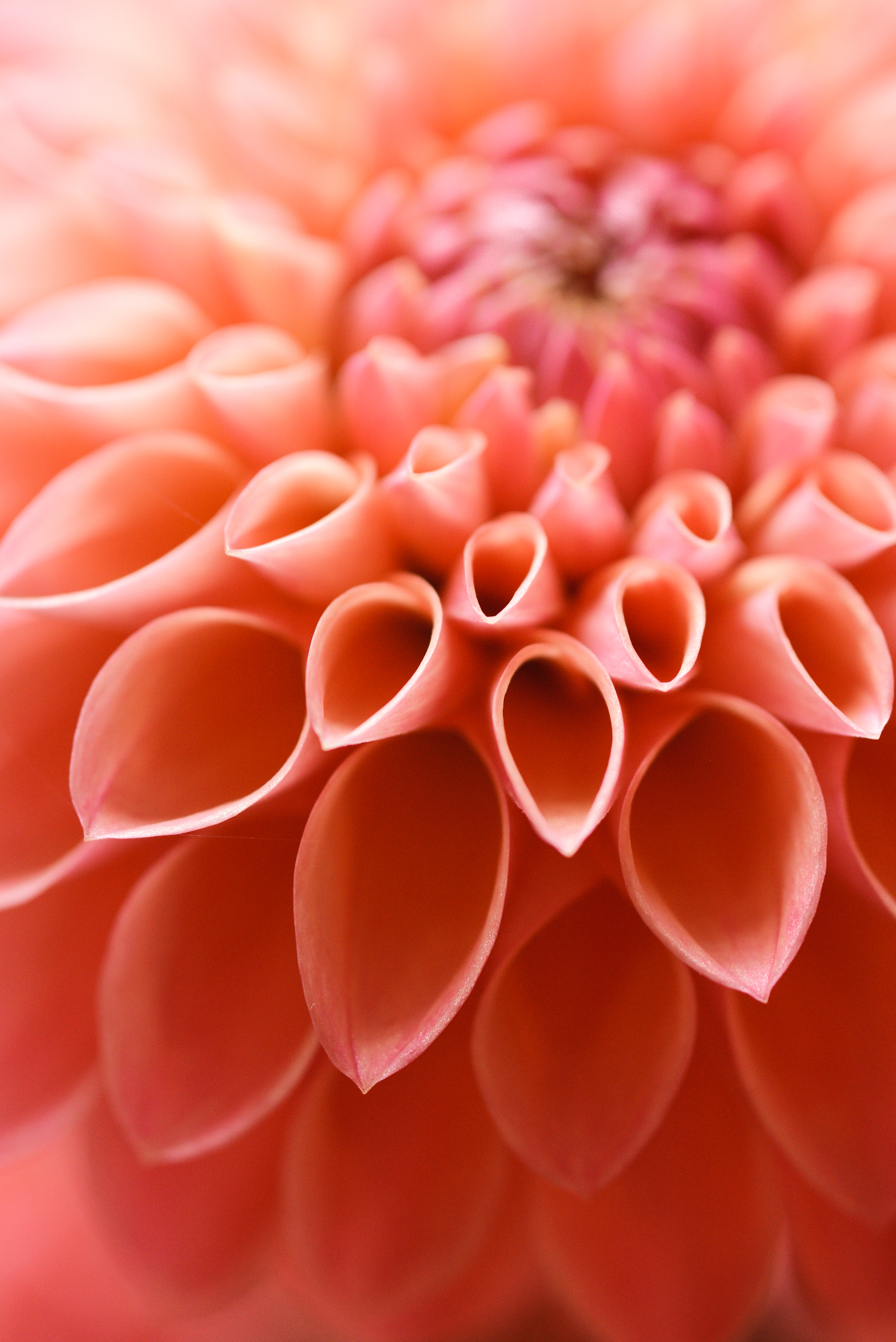 Macro photo close up of a flower's petals.