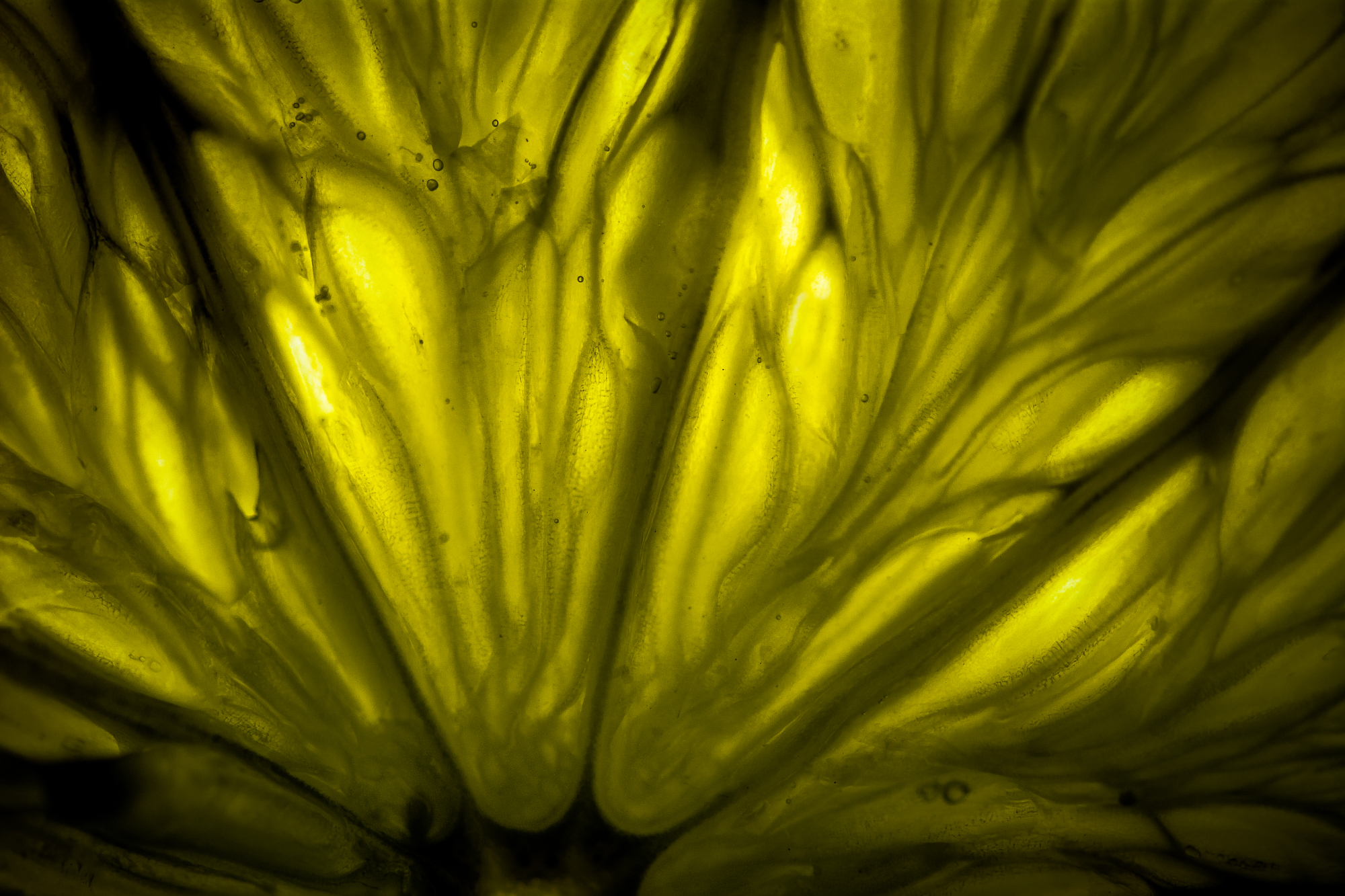 Abstract macro photography of a backlit citrus fruit slice revealing the radiating patterns and textures of the inner pulp.