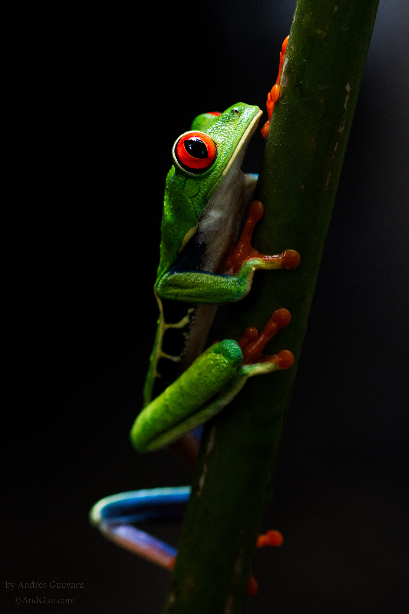 A vibrant green red-eyed tree frog climbing a stem, using dramatic lighting for macro photography against a dark background to make vivid colors pop.