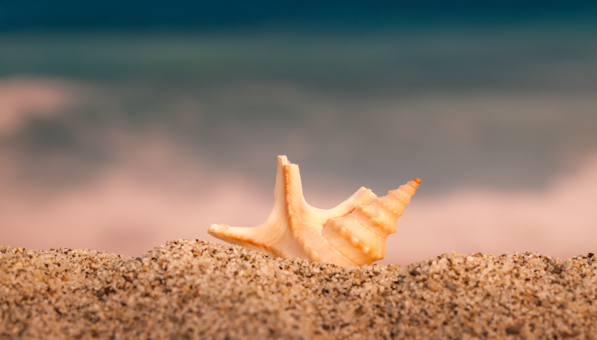 Macro Photography for Beginners: A Simple Guide to Stunning Close-Ups