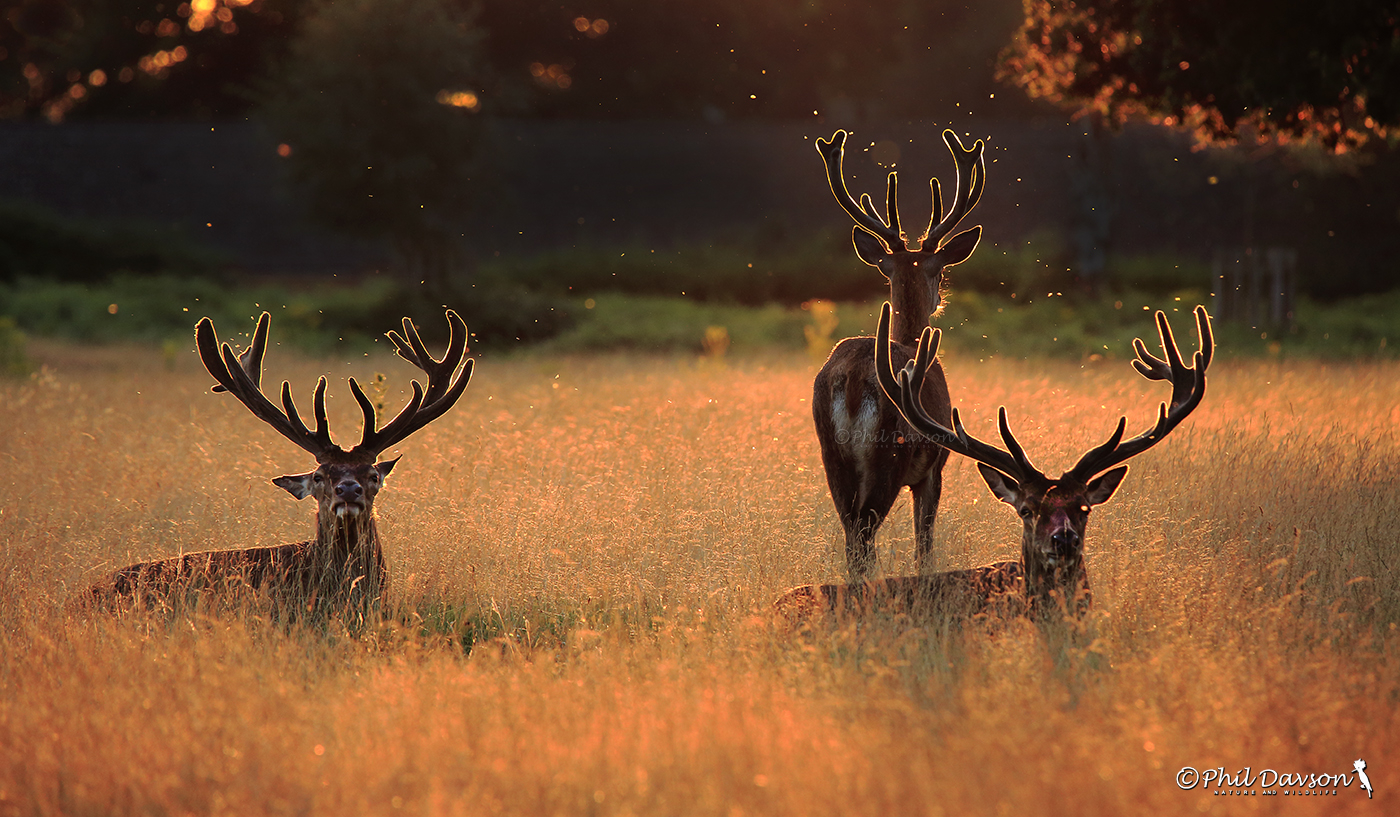 Vivid sunset wildlife silhouette photography of two deer grazing on a hill.