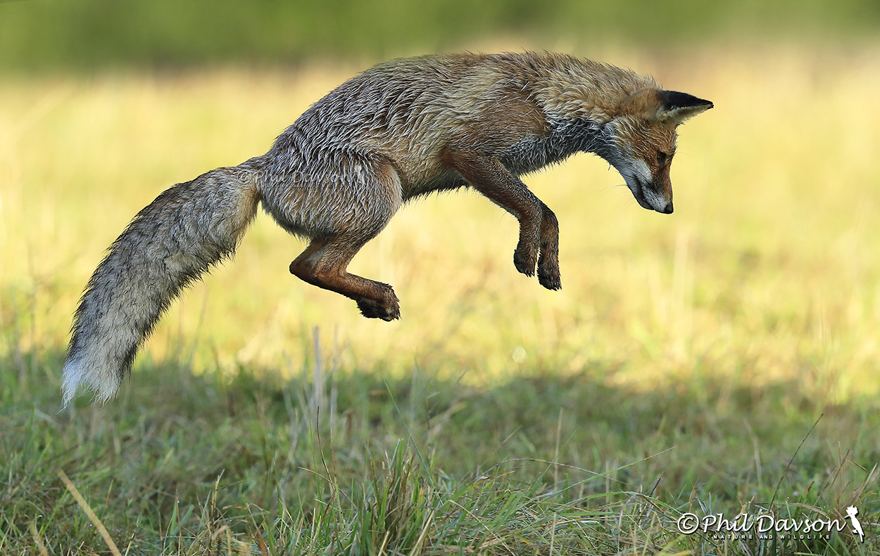 Action shot of a European red fox pouncing mid-air through long grass for breakfast.