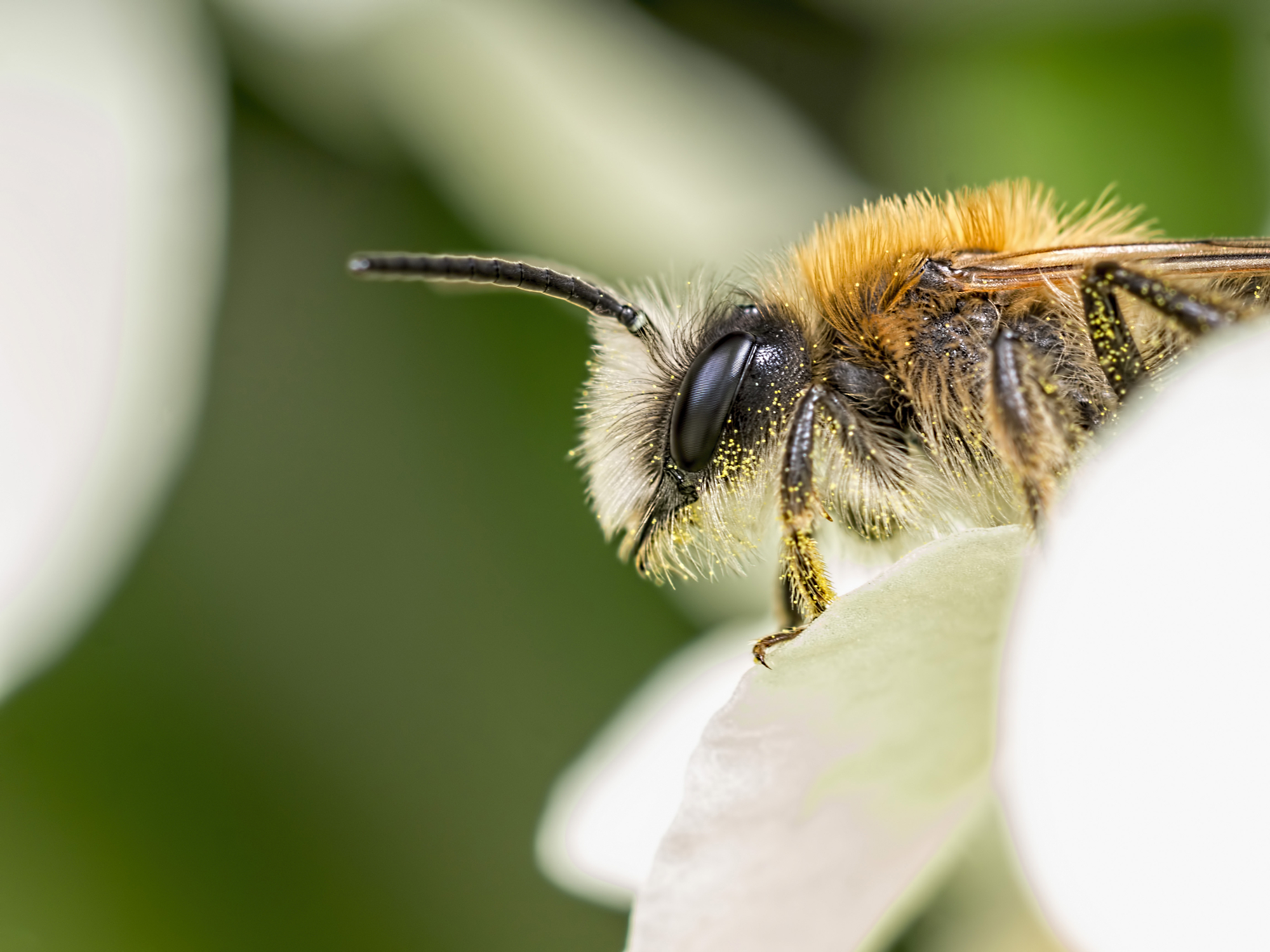 An extreme macro close-up of a fuzzy bee covered in yellow pollen grains on a white petal, showcasing detailed natural light macro photography techniques.