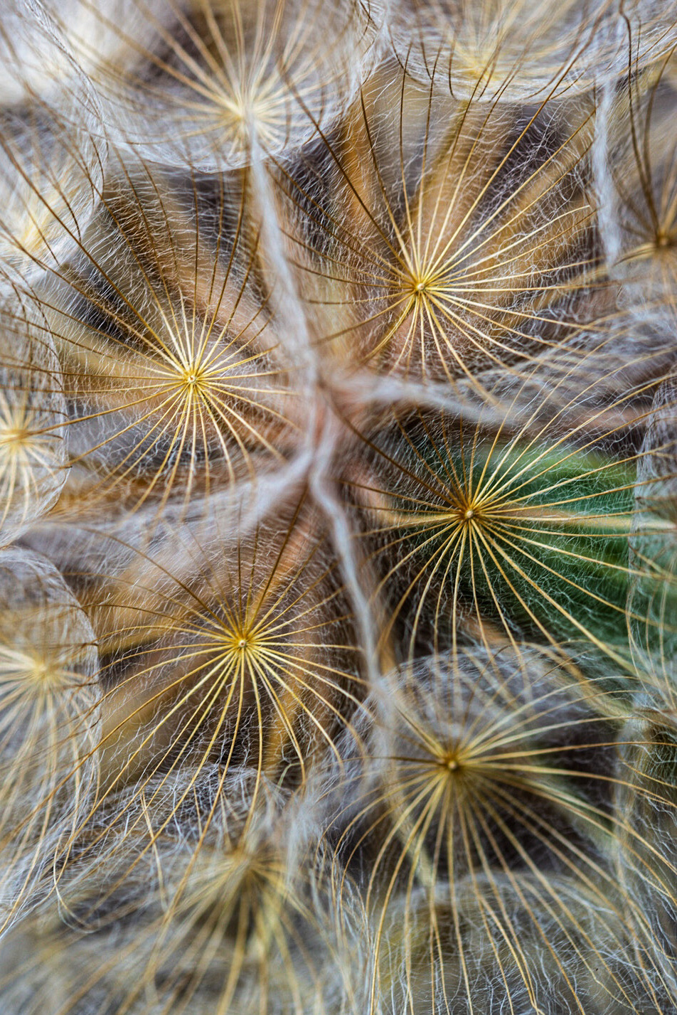 Abstract close-up photography of delicate dandelion seeds showcasing a shallow depth of field and soft golden tones.