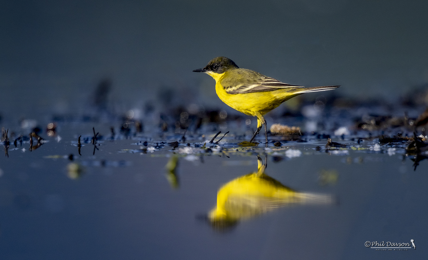 Handheld wildlife photo of a small yellow and blue bird perched low in the wild.