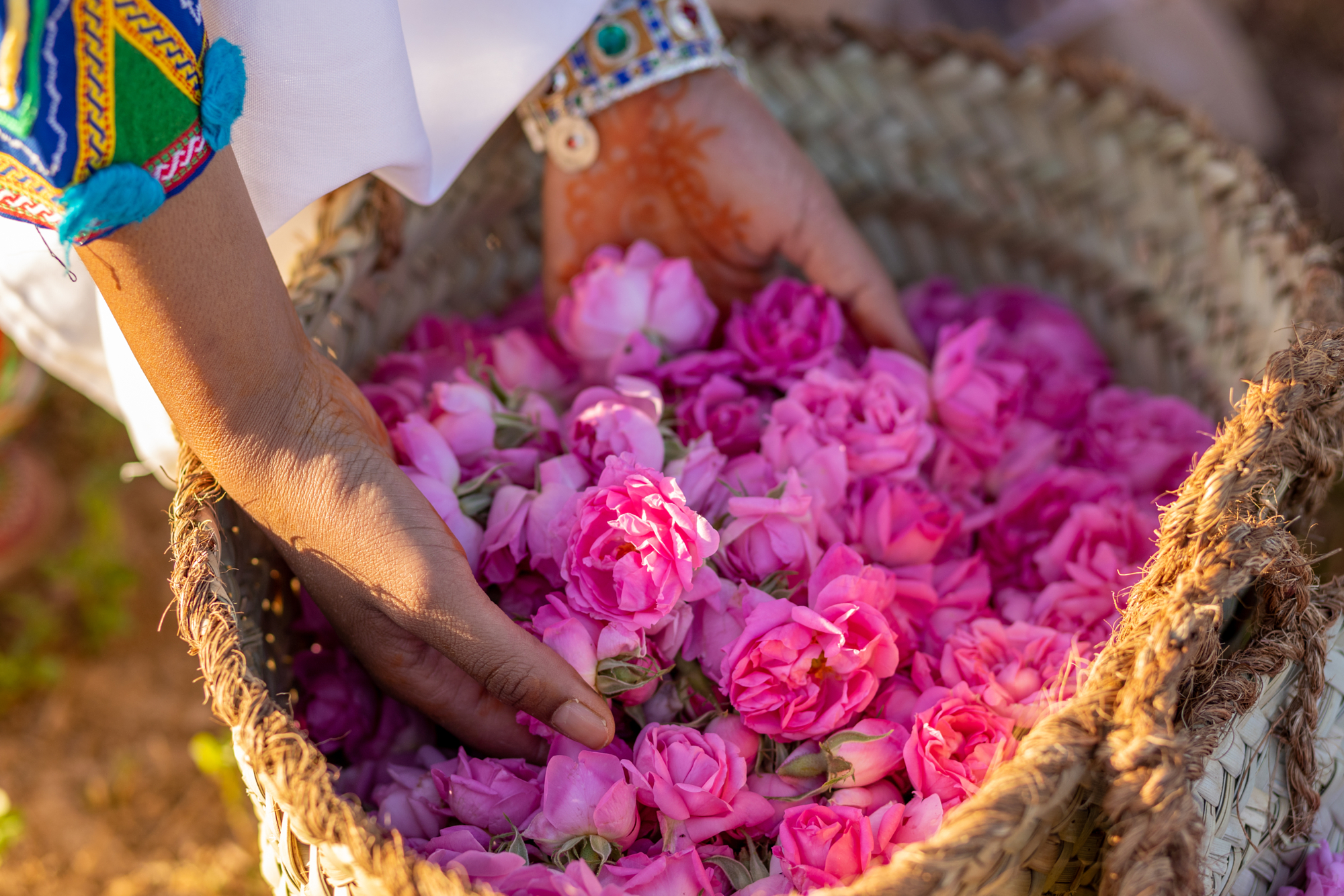 Gentle hands holding a woven basket filled with vibrant pink Moroccan roses in Kelaat M'gouna, capturing cultural authenticity in adventure photography by Younes Ezzentri.