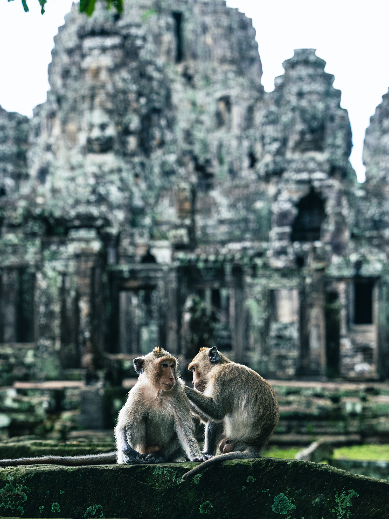 Two macaques grooming on a wall in front of an Angkor temple in Cambodia