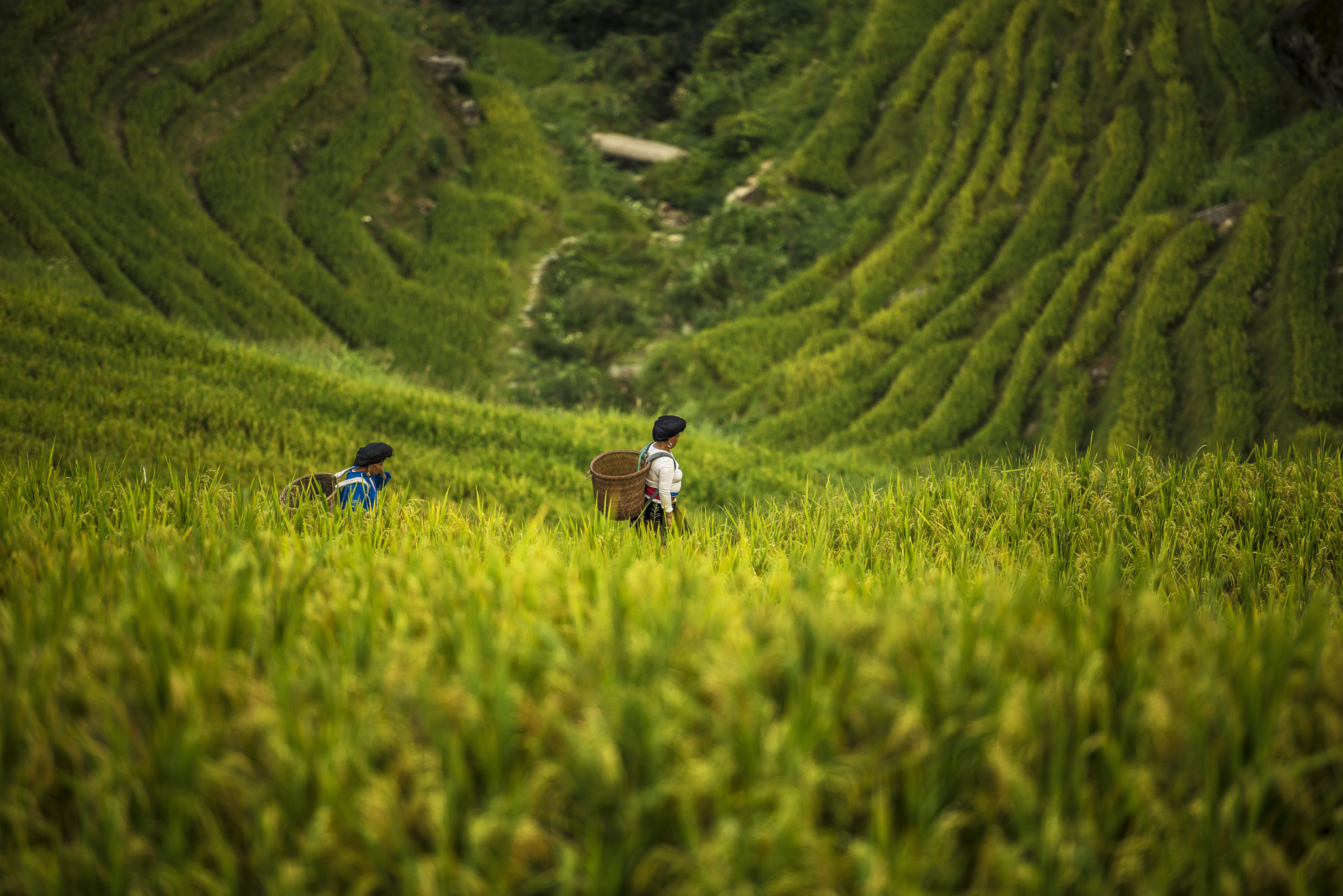 Local agricultural workers carrying woven baskets through steep green terraced rice fields in Asia, travel photography by Gonzalo Bendito