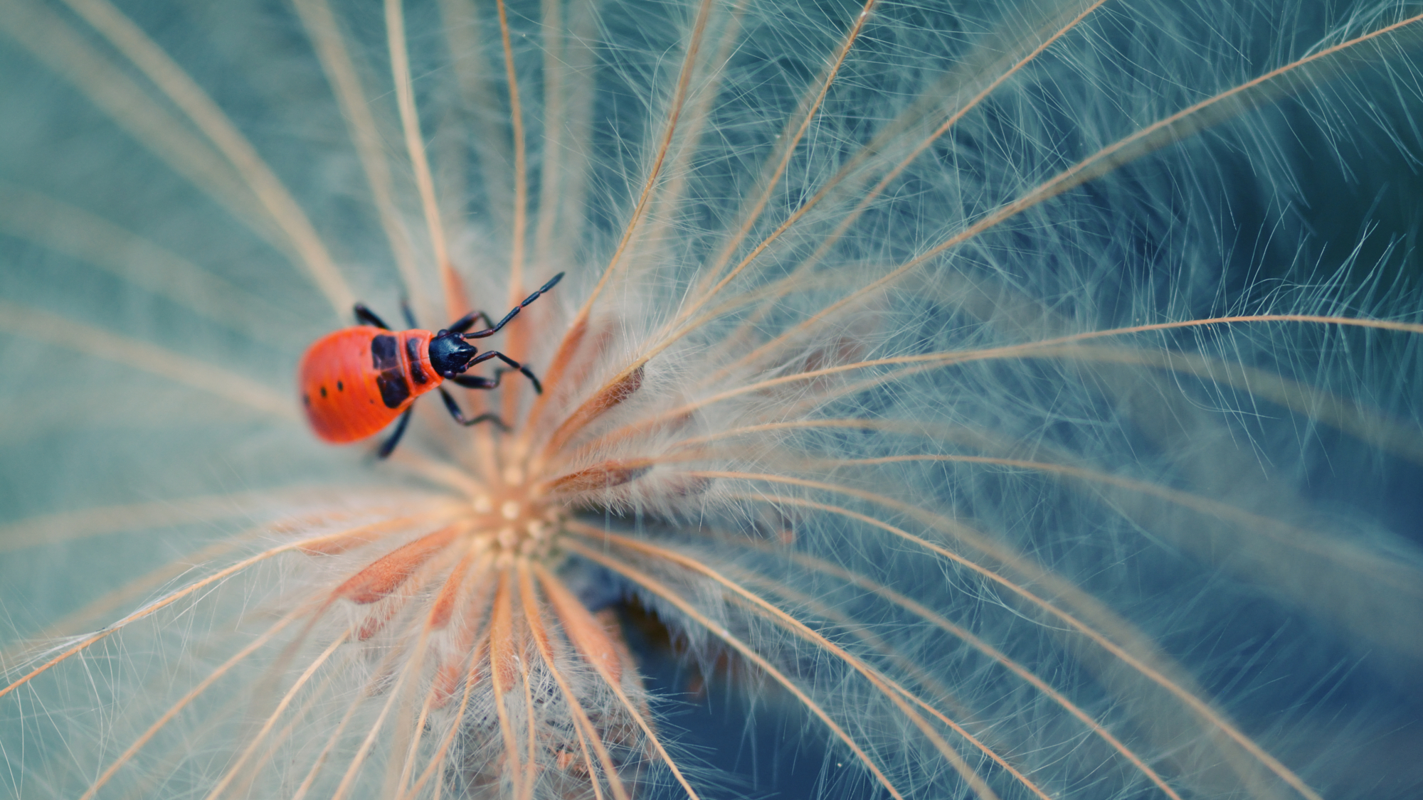 Bright red firebug on a pale seed head against a teal background, a study in color contrast photography