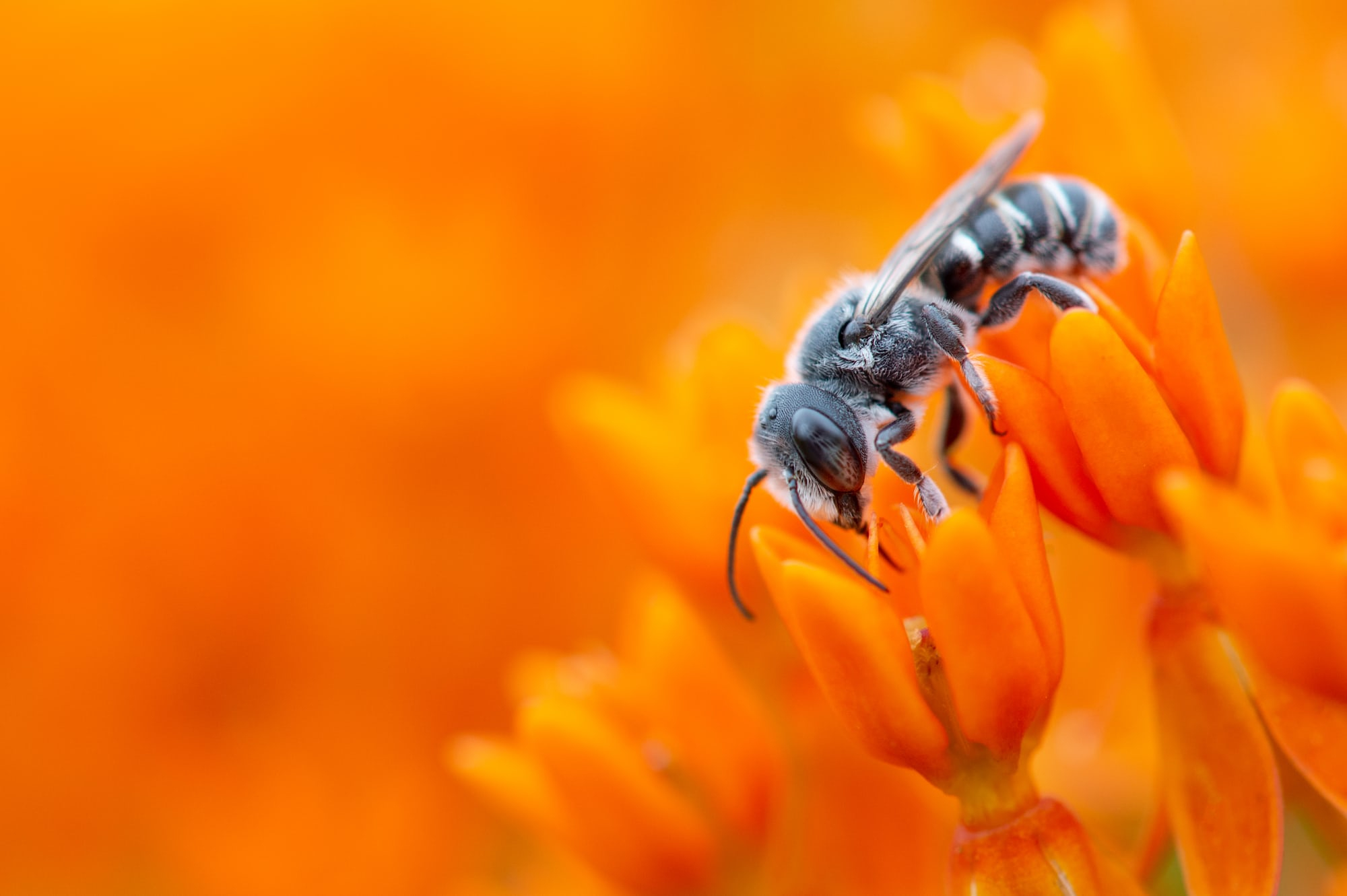Macro photography of a bee collecting pollen on vivid orange flowers, showcasing detailed color composition techniques.